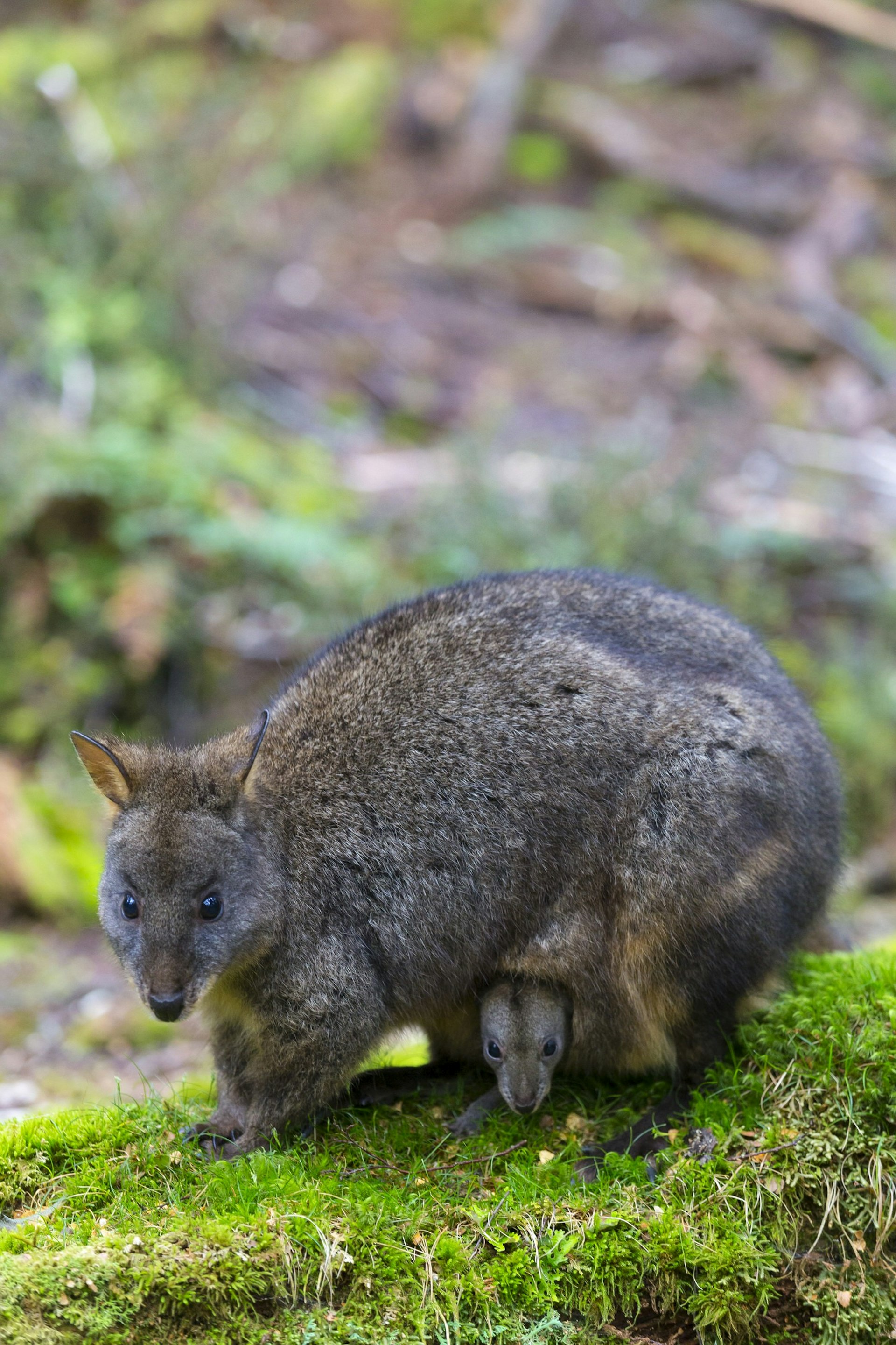 Pademelon