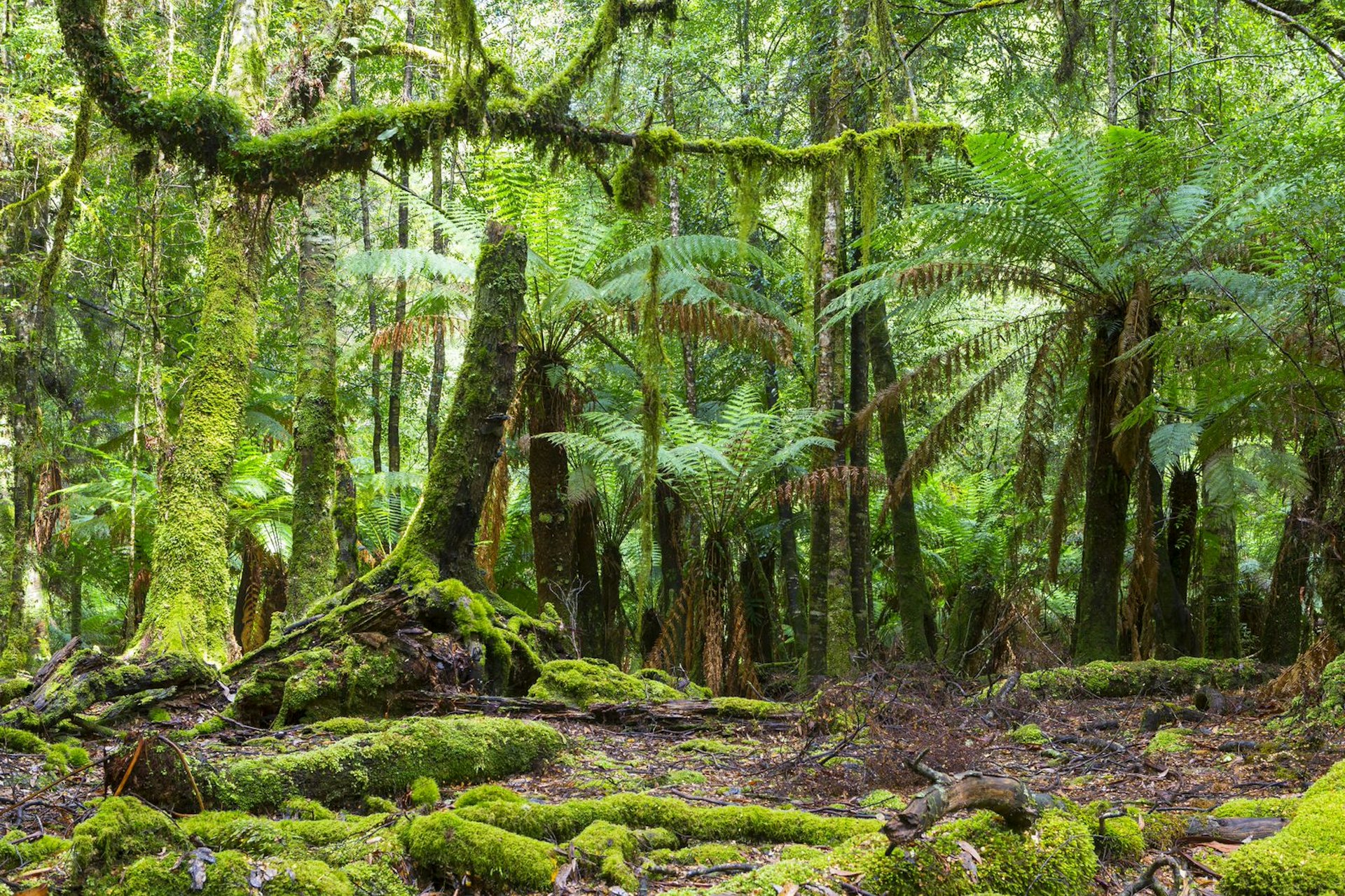 Temperate rainforest, Tasmania