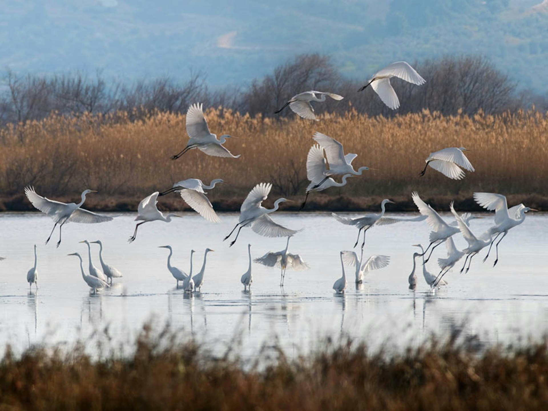 A flock of birds in the Messinia region of the Peloponnese @ courtesy of costanavarino.com