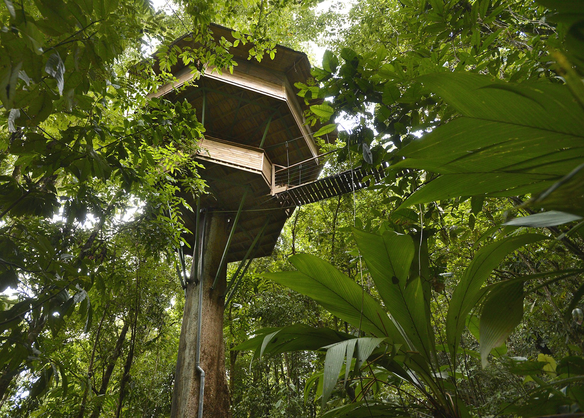 View of a tree house from the ground at Finca Bellavista, Costa Rica