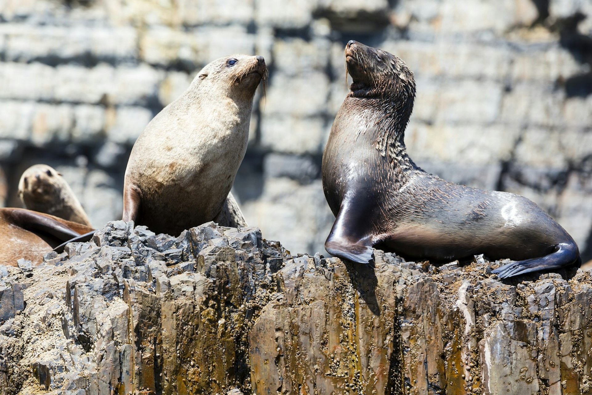 A colony of seals lives at the base of Cape Raoul