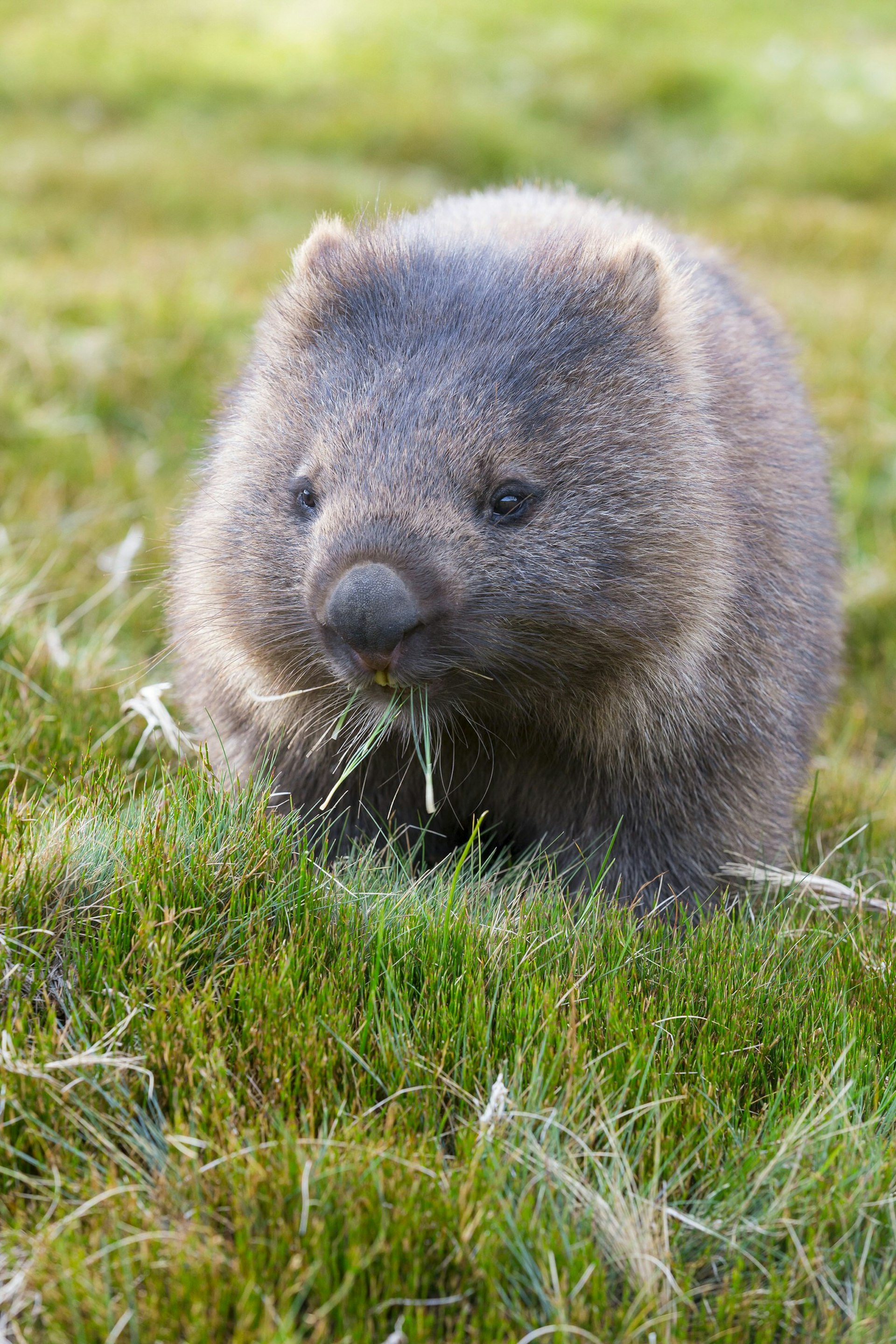 wombat, late afternoon alongside overland track
