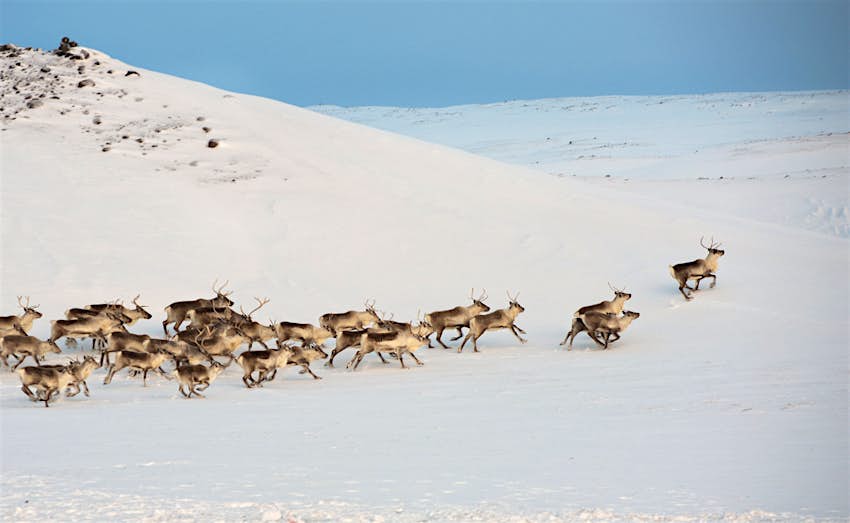 The best places to watch wildlife in Iceland - Lonely Planet
