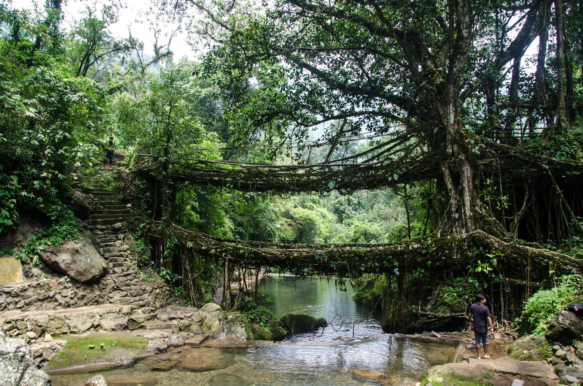 Double-decker living root bridge in the Khasi Hills © Ashwin Kumar / CC BY-SA 2.0
