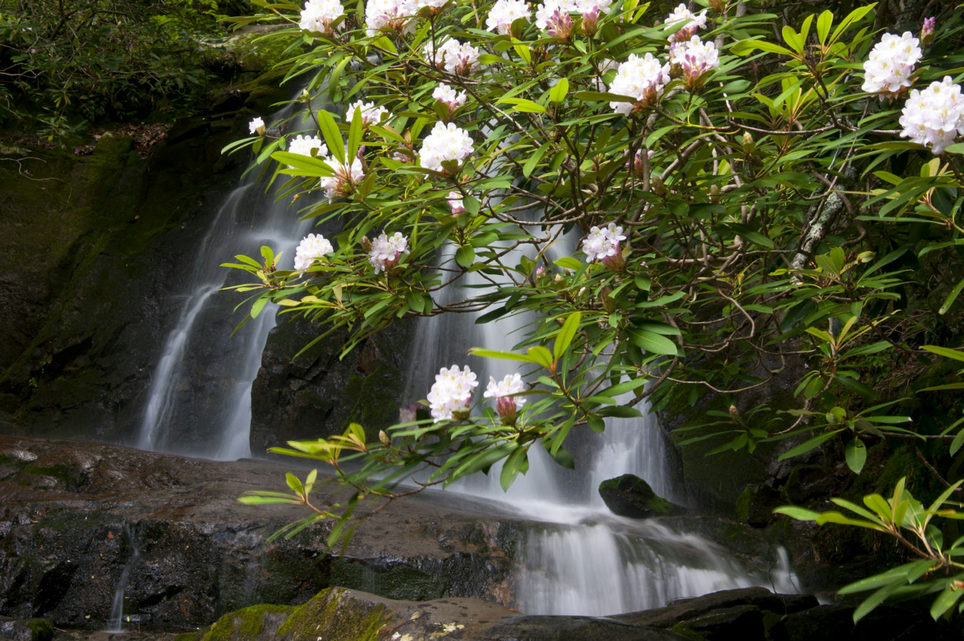 White flowers bloom on a tree that hangs over a gently cascading waterfall. National Parks: The best free things to do in the US parks