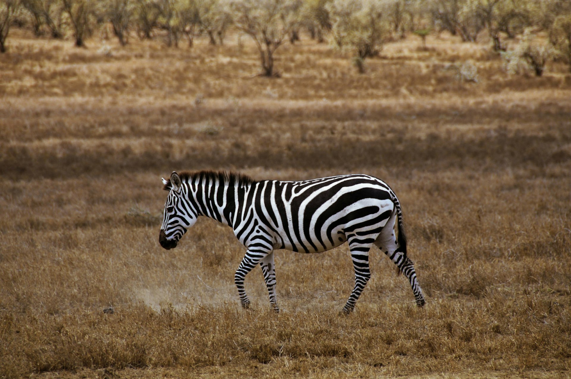 Earn your safari stripes on a cycle safari in Kenya © mgokalp / Getty Images