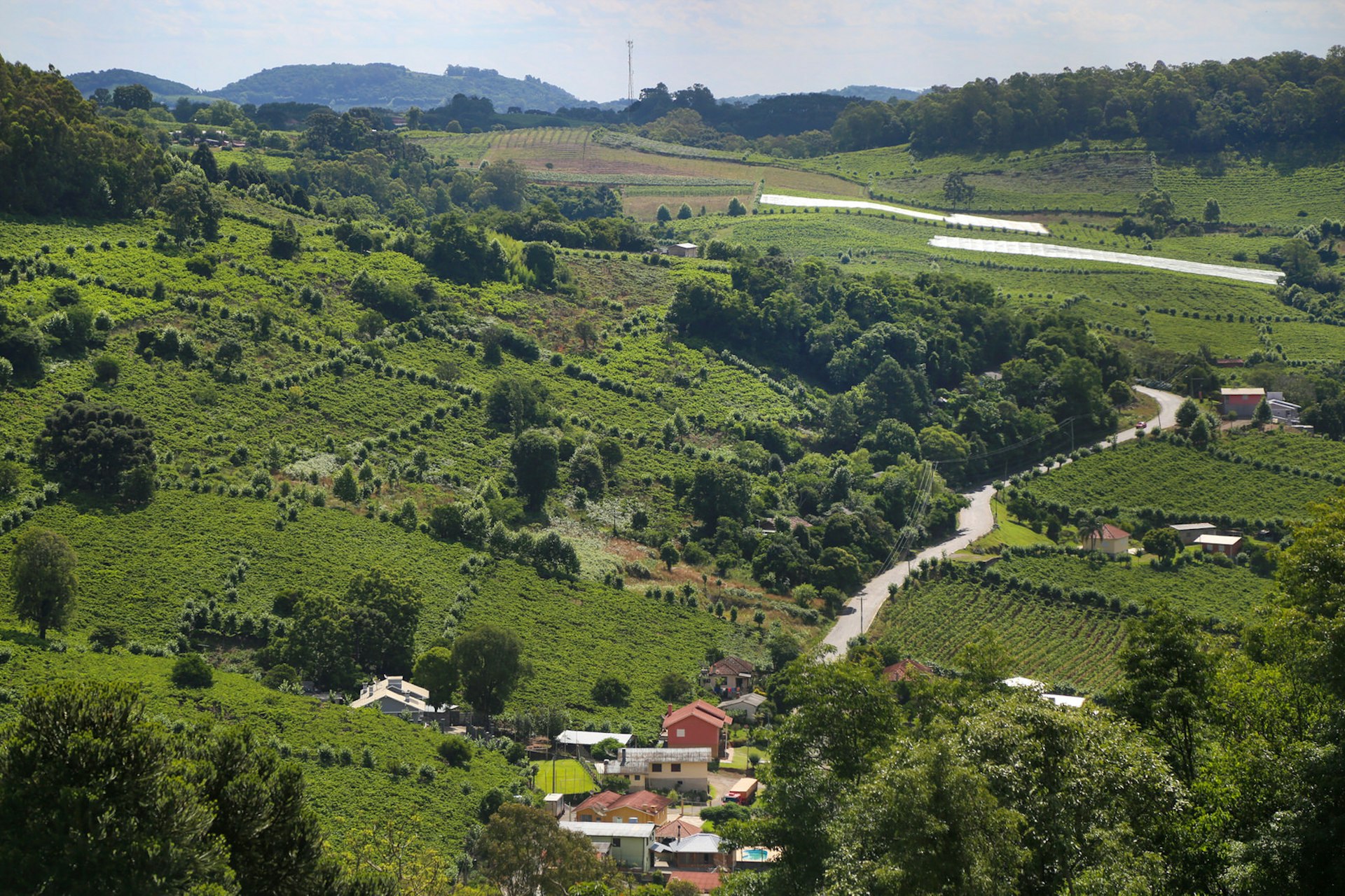 Try up-and-coming wines in Casa Valduga, Brazil © DircinhaSW / Getty Images