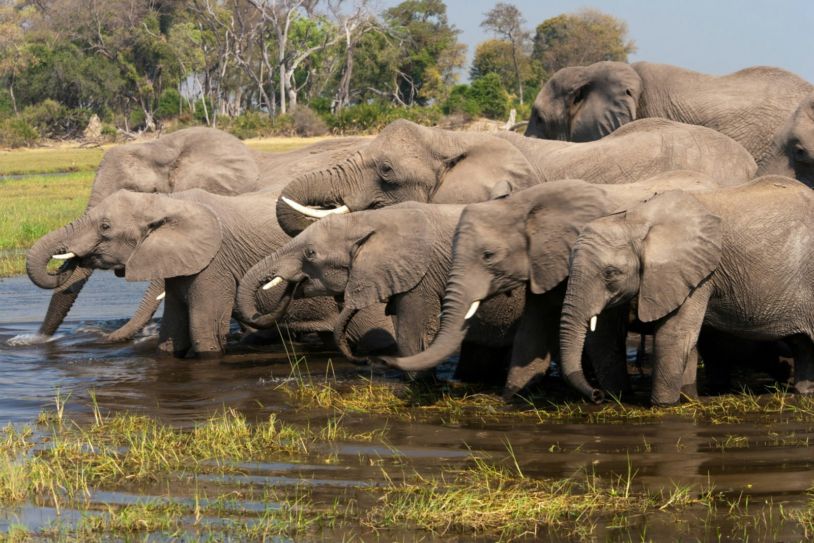 Elephants drink from the Okavango Delta, Botswana © Mint Images / Getty Images