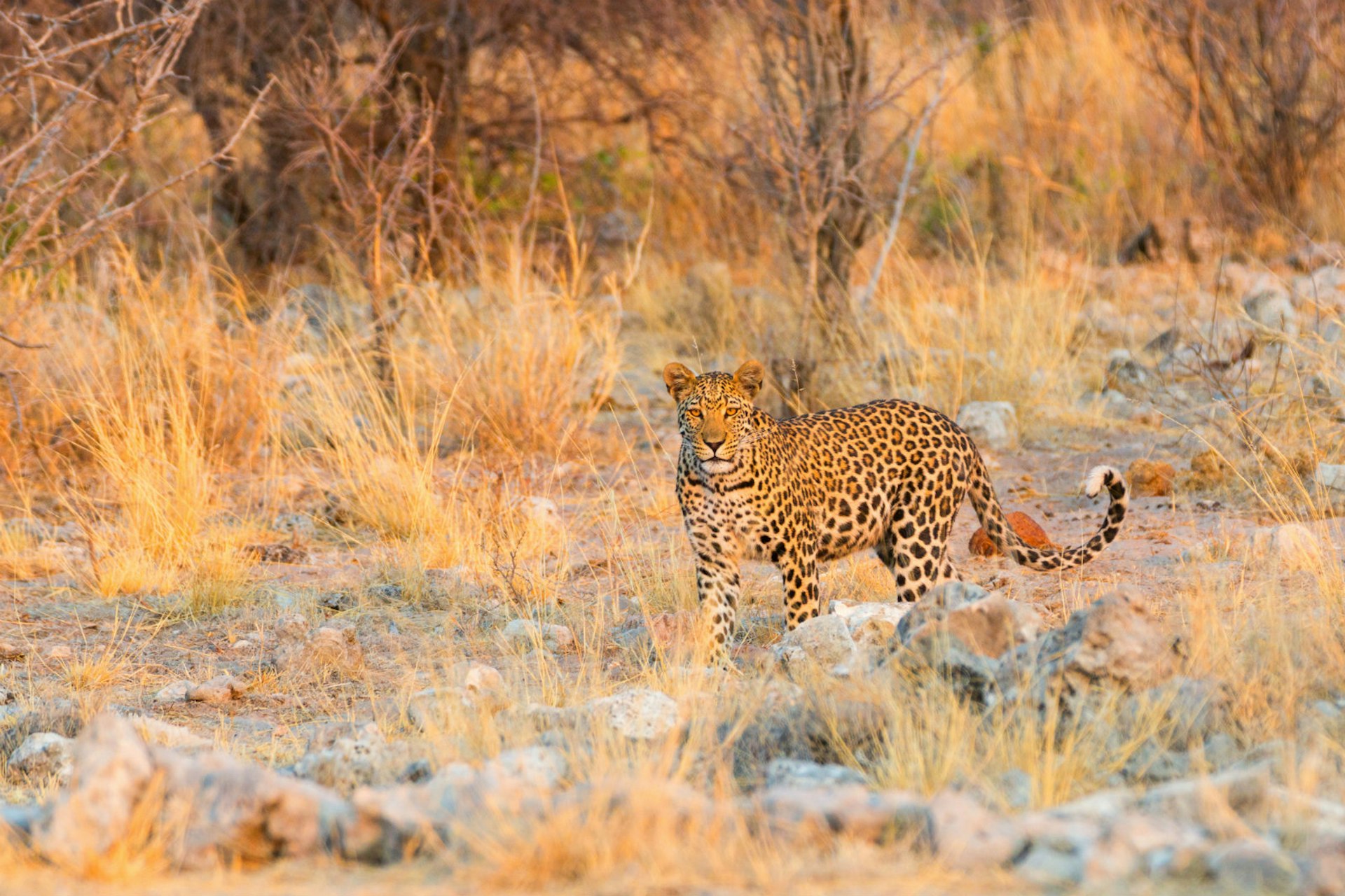Spot a leopard in Etosha National Park © Hannes Thirion / Getty Images