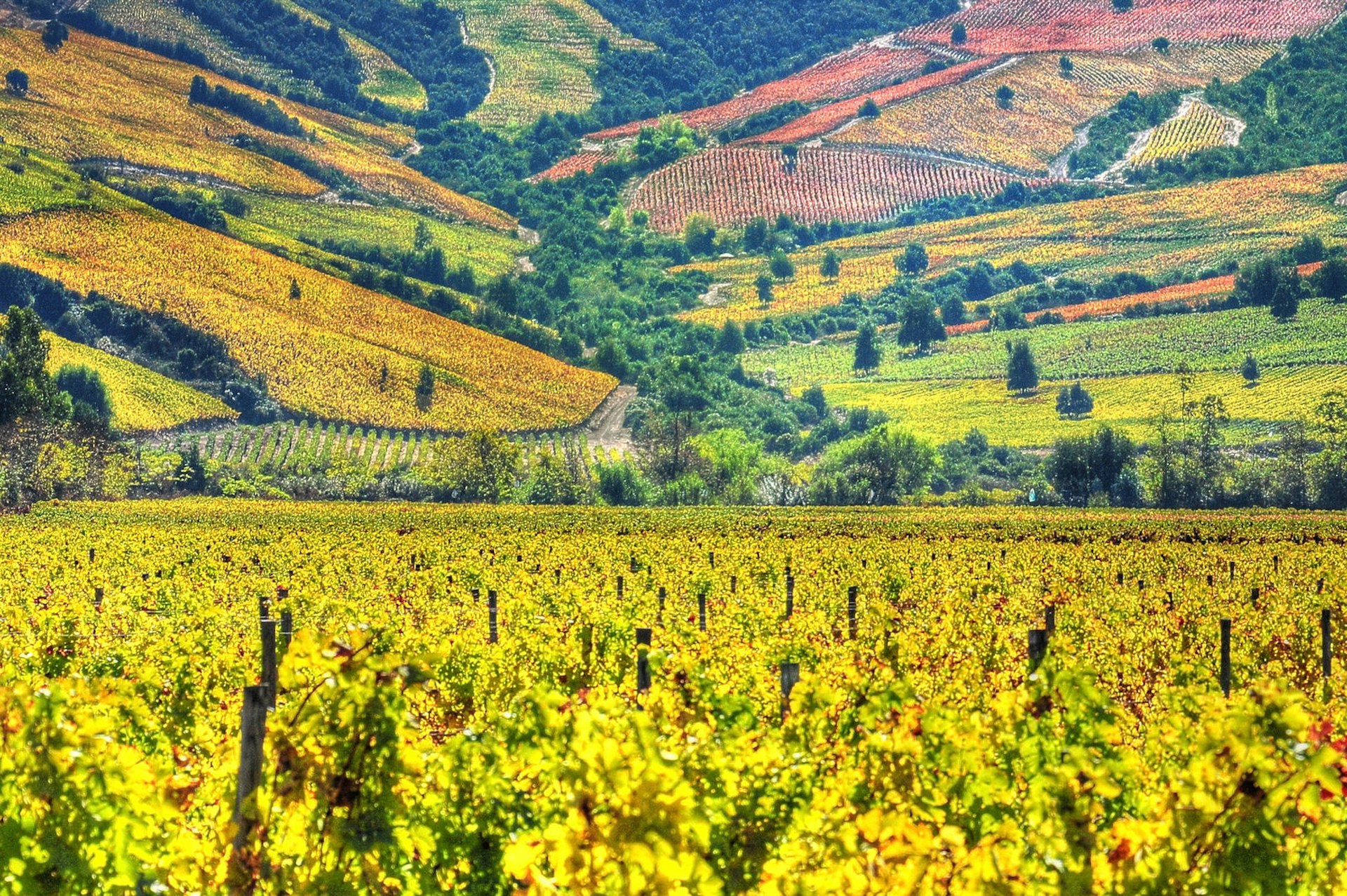 The patchwork vineyards of Montgras Winery, Santa Cruz, Chile © Fotografías Jorge León Cabello / Getty Images