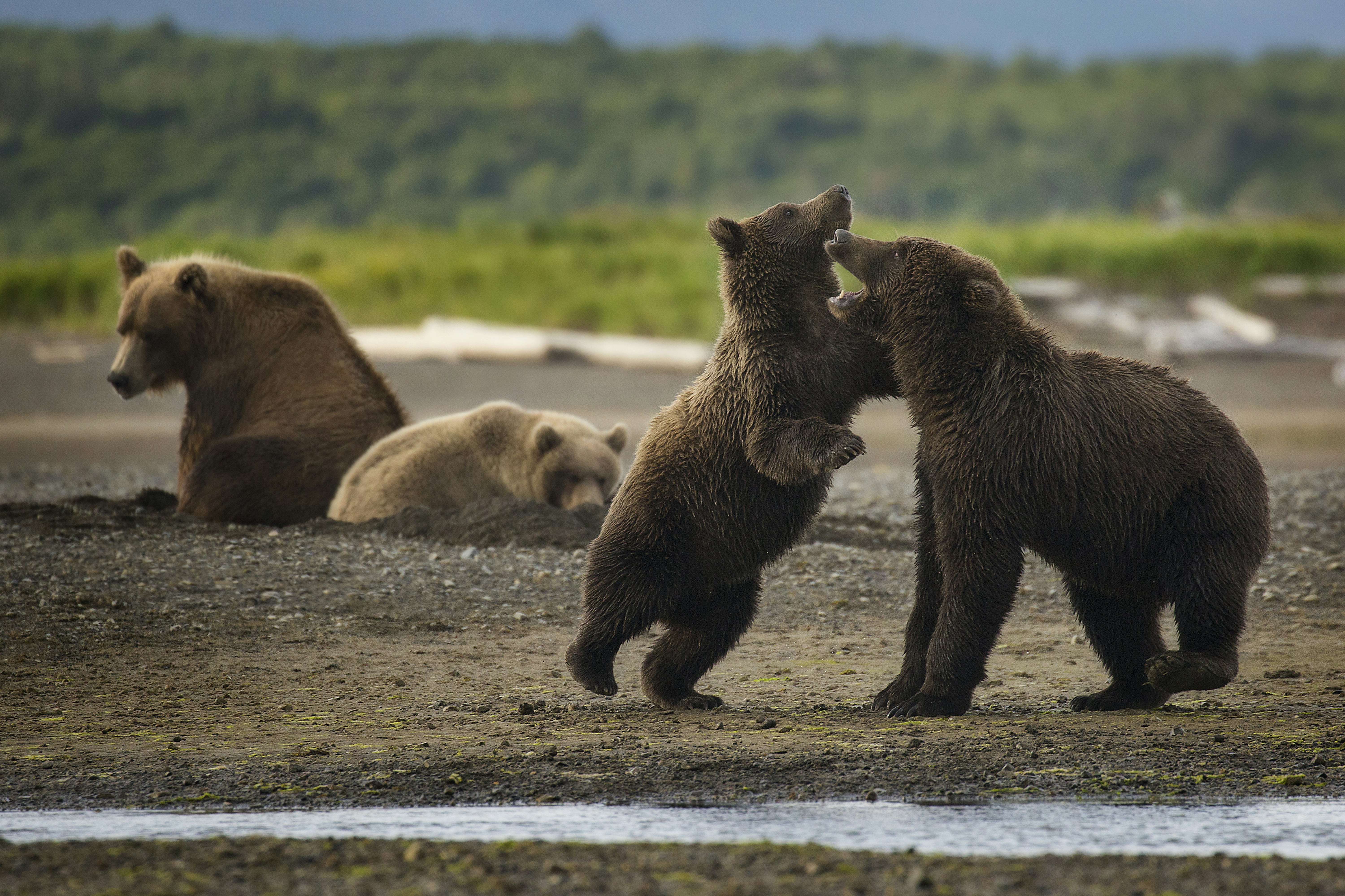 Bears jump up against each other as two more watch from behind. National Parks: The best free things to do in the US parks