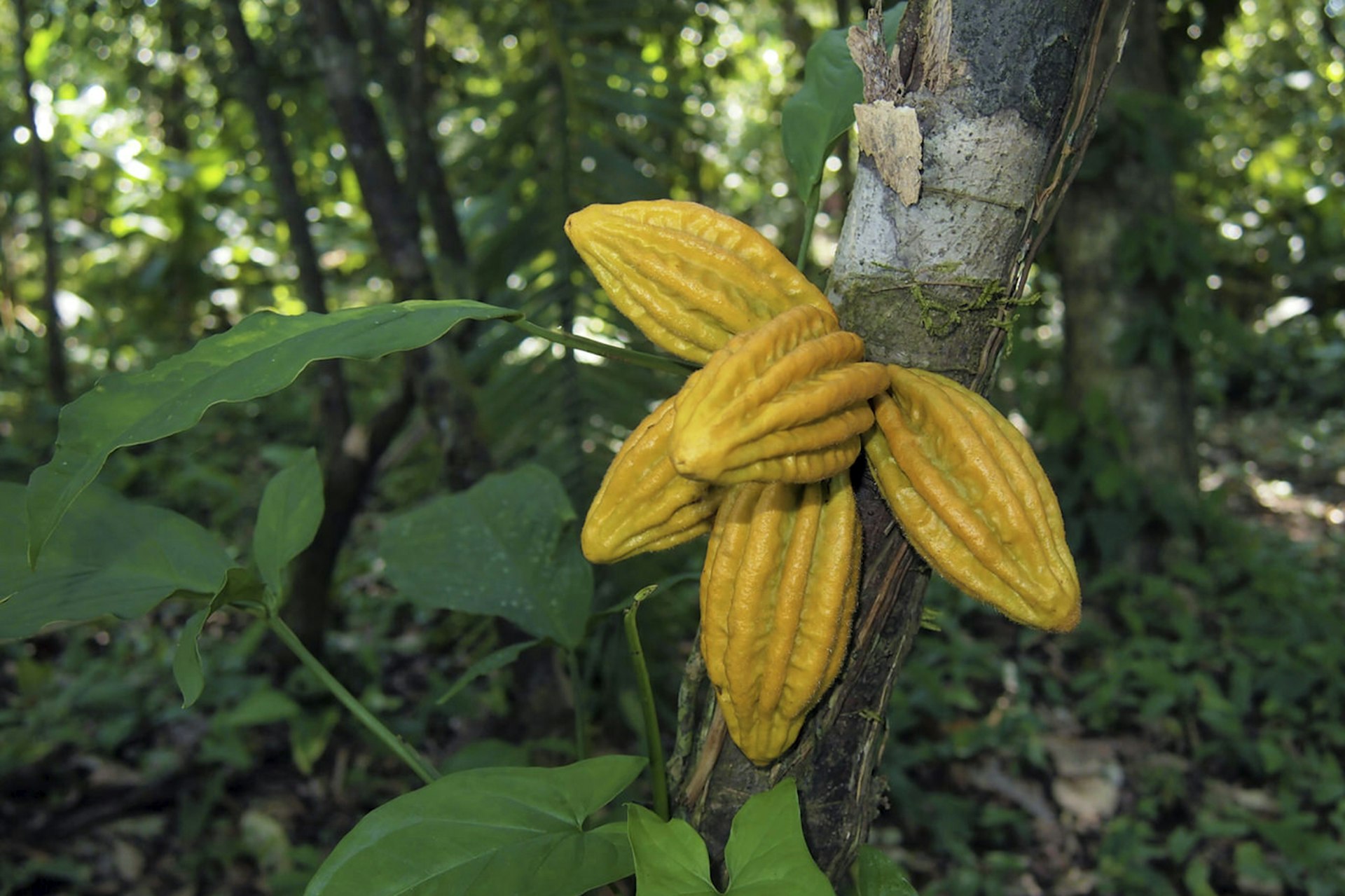 Wild cacao pods on a tree in the jungle, Bocas del Toro, Caribbean, Panama