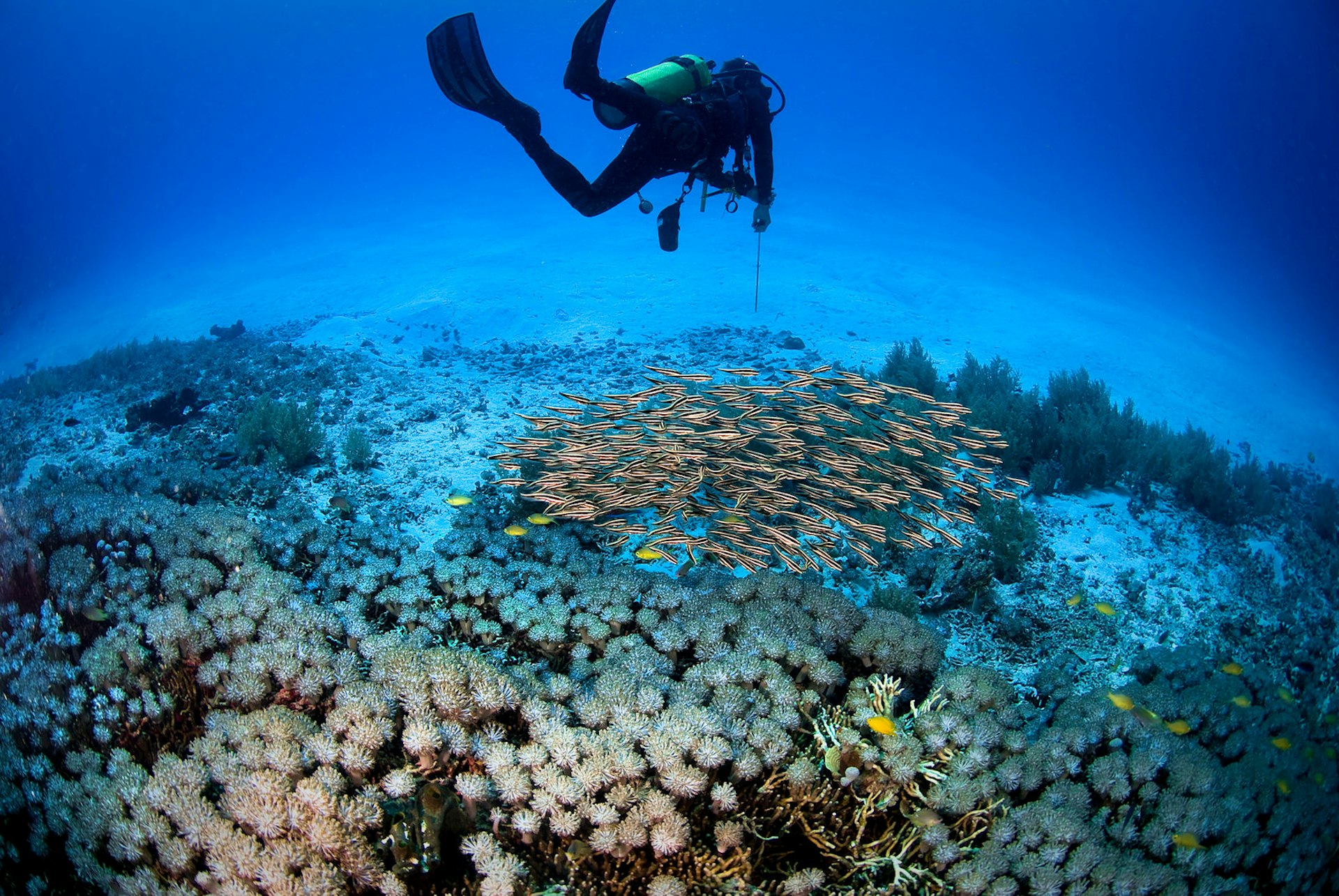 Eel garden dive site, Menjangan Island © Sunphol Sorakul / Getty Images