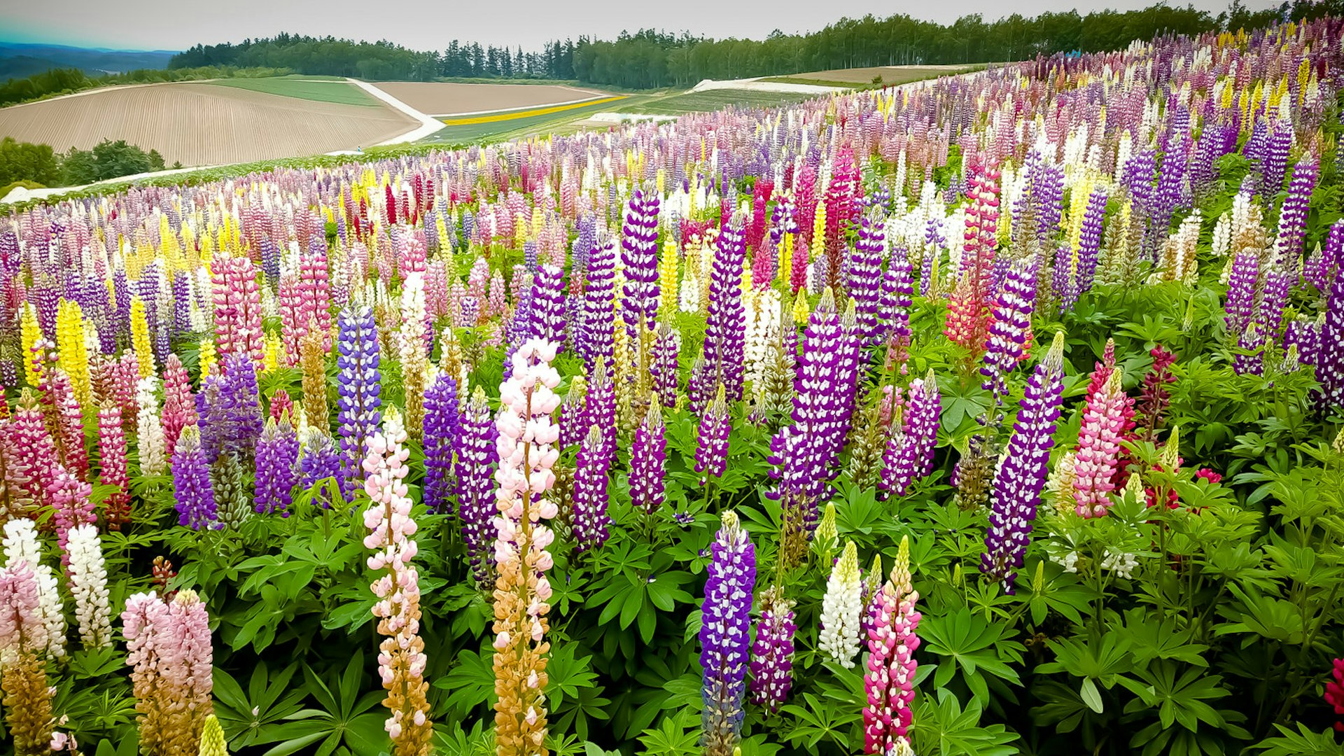 Люпен цветок фото. Люпин многолистный Рассела. Люпины (Lupinus):. Люпин многолистный в цветнике. Люпин многолистный семена.