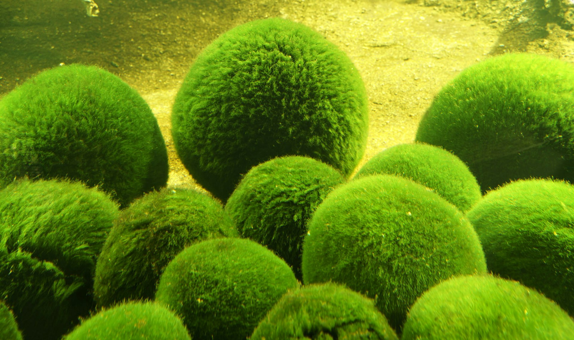 Marimo algal balls in aquarium, Churui Island, Akan-ko (lake), Akan National Park.