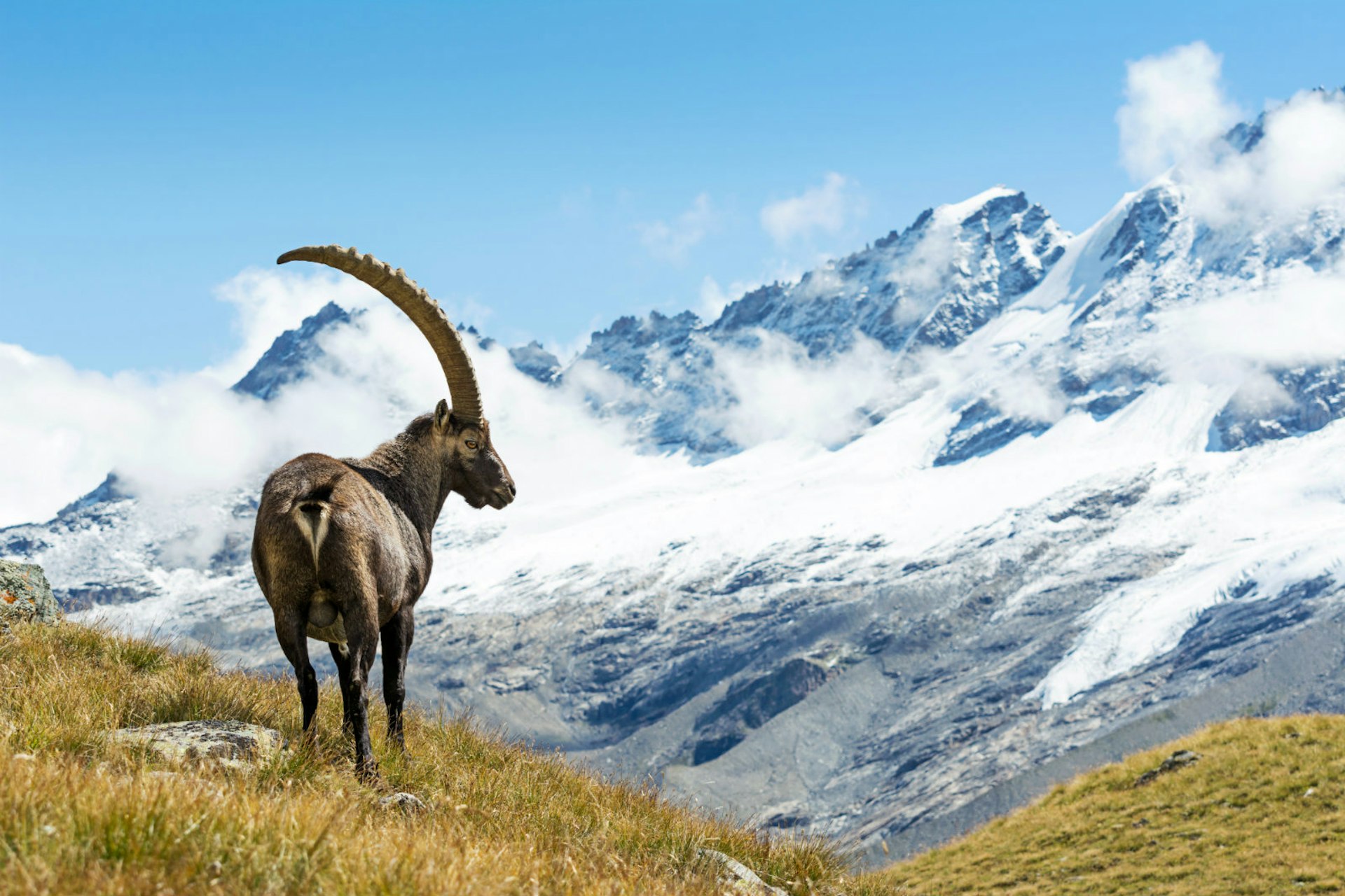 Hikers might meet ibex in Gran Paradiso – and wish they had their knack for scaling mountains © ueuaphoto / Getty Images