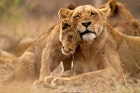 Features - Lion and lioness in Kruger National Park --« Thomas Retterath - Getty Images - Flickr