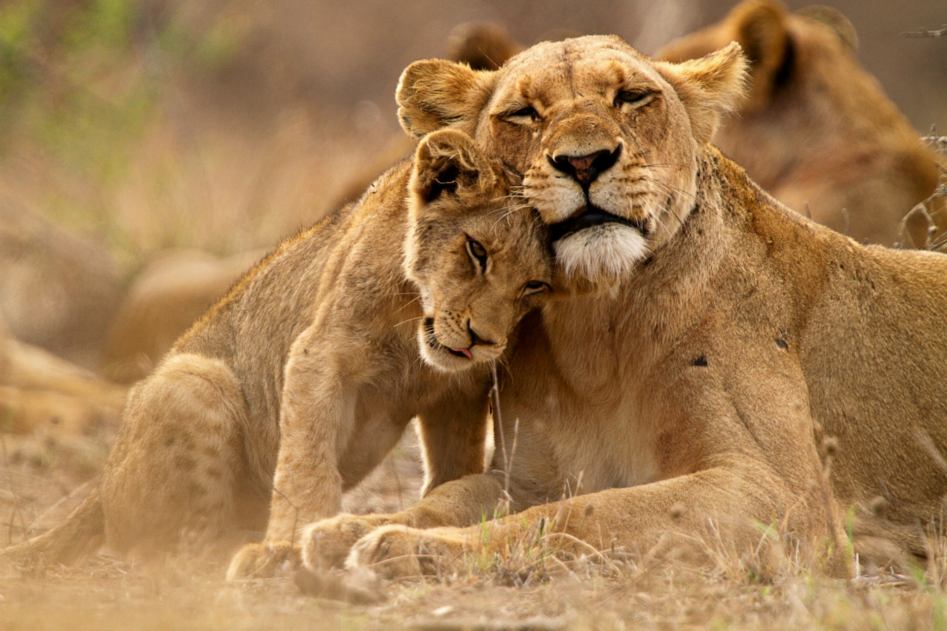 Lion and lioness in Kruger National Park © Thomas Retterath / Getty Images