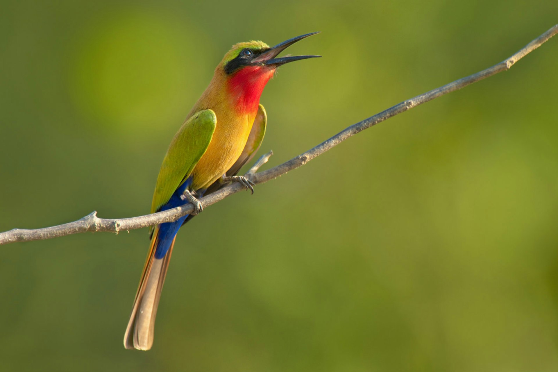 Red-throated bee-eater in Mole National Park © Mint Images / Frans Lanting / Getty Images