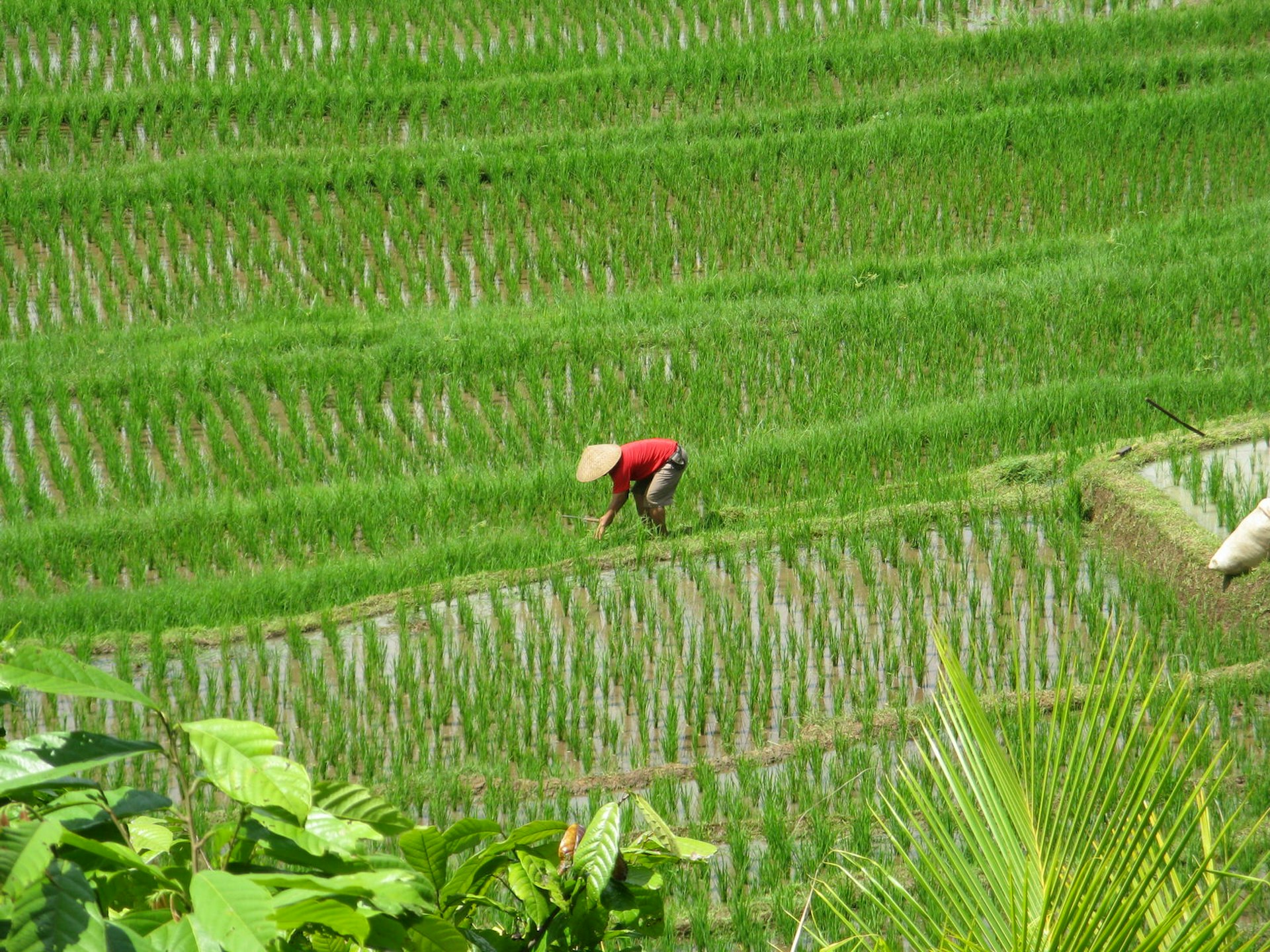 Paddy fields on the road to Pemuteran © Ryan Ver Berkmoes / Lonely Planet