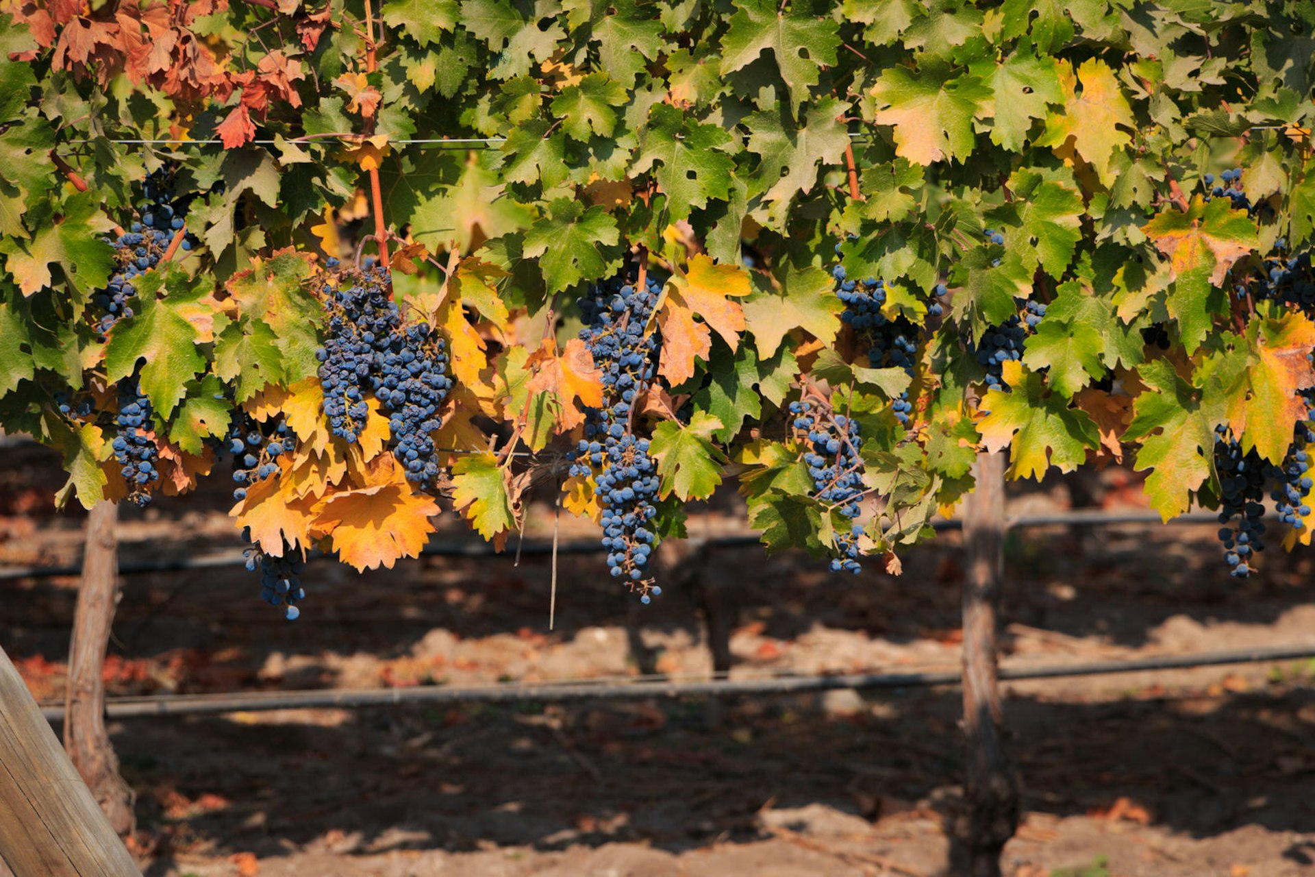 Concha y Toro is just a metro ride from Santiago © Renato_Pessanha / Getty Images