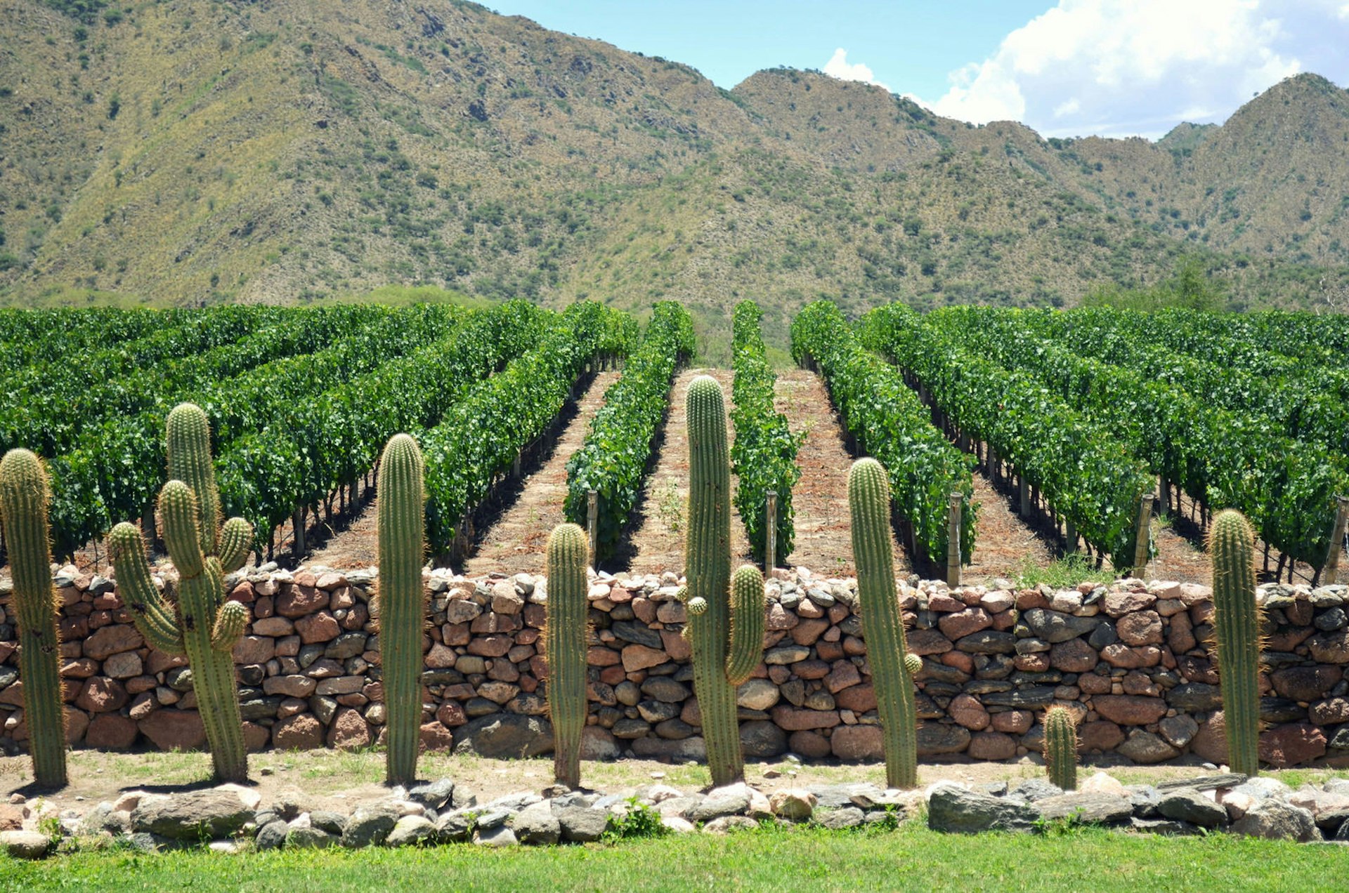 Check out Argentina's 'other' wine country © ceciangiocchi / Getty Images