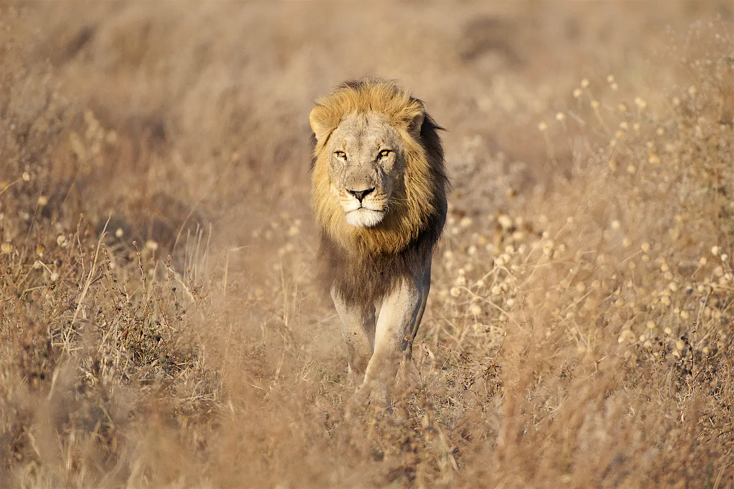 Features - lion lion