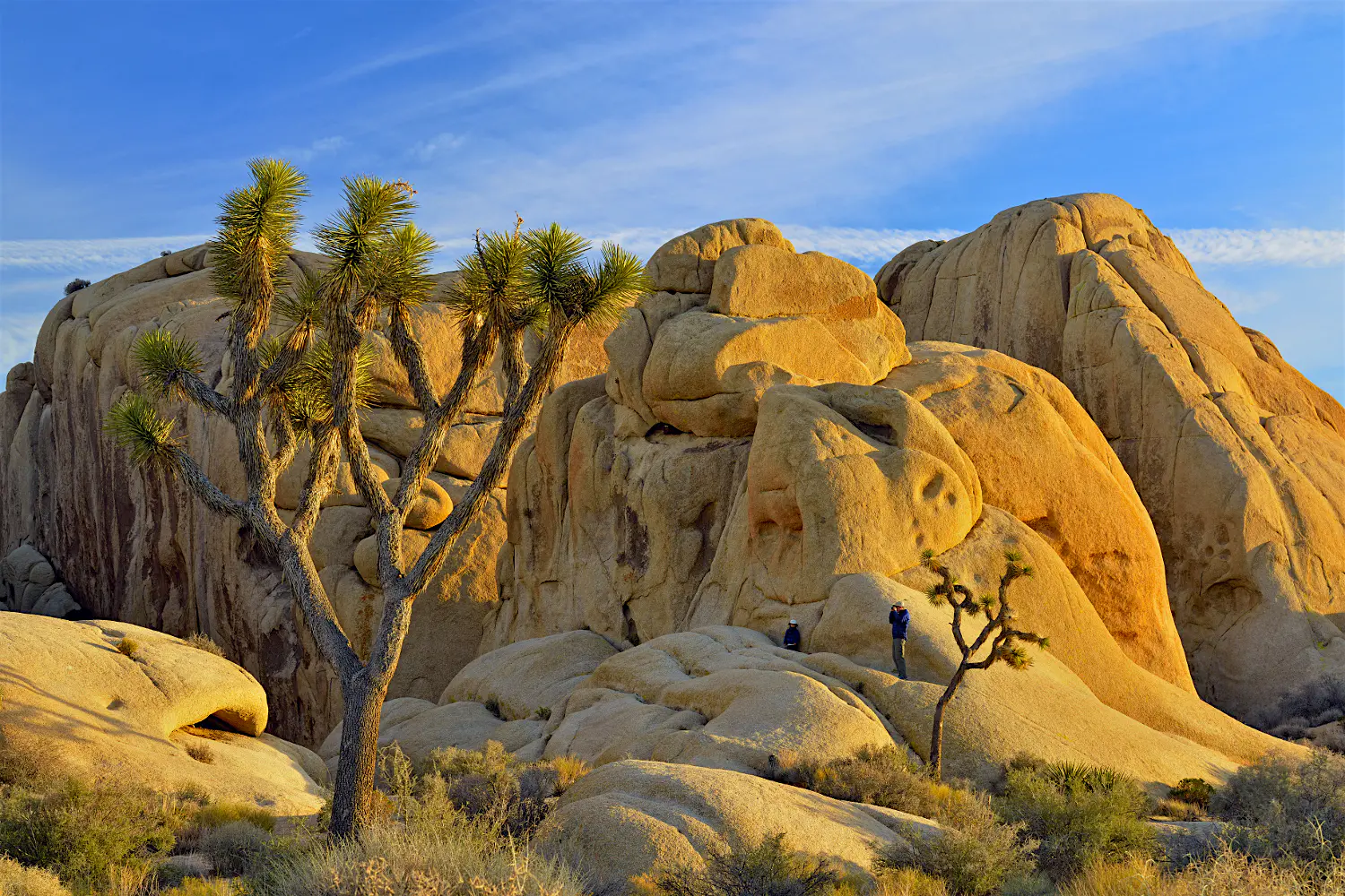 Features - mojave Mojave desert near sunset, featuring Joshua trees and white tank granite, Joshua Tree National Park, California, USA