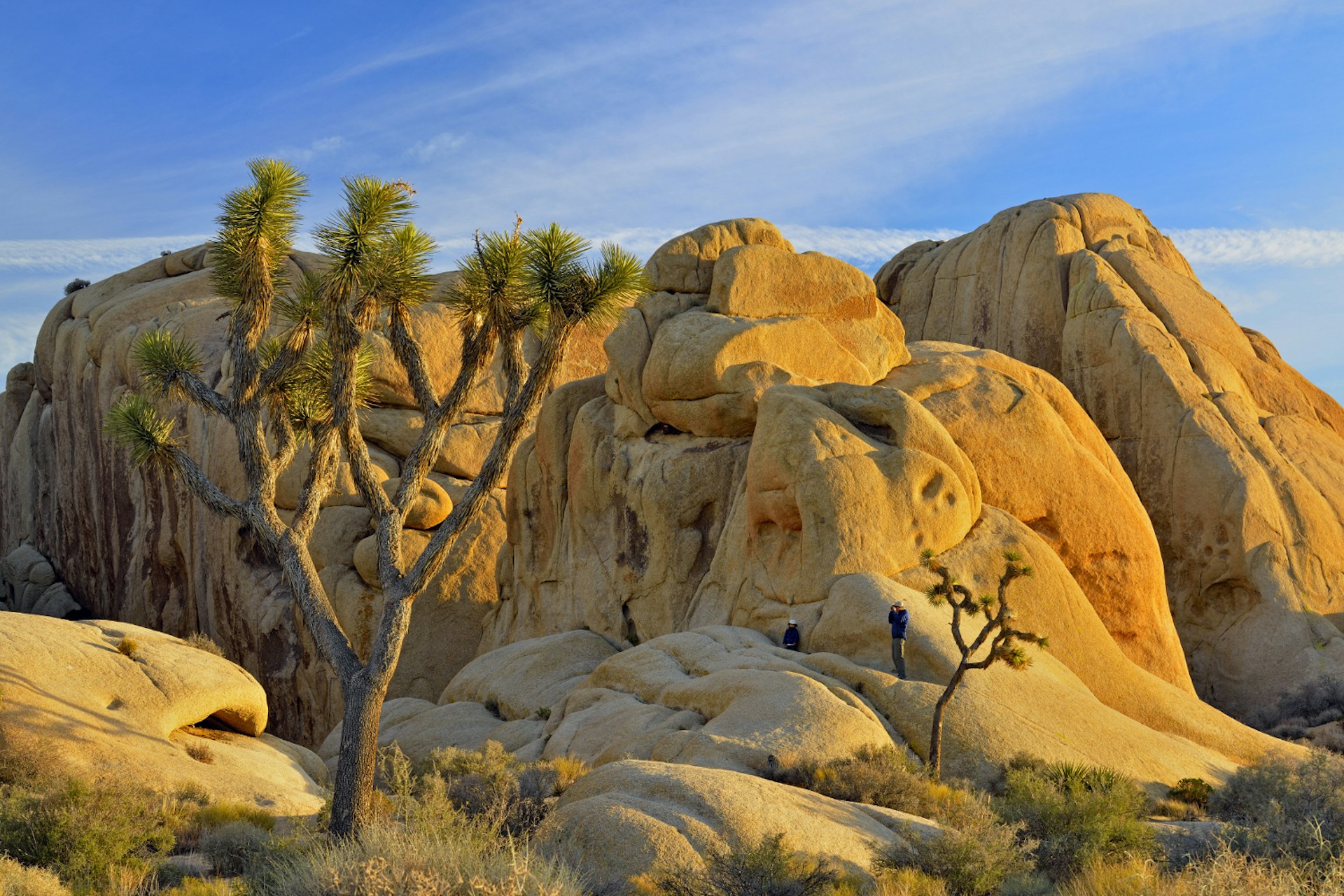 Mojave desert near sunset, featuring Joshua trees and white tank granite, Joshua Tree National Park, California, USA