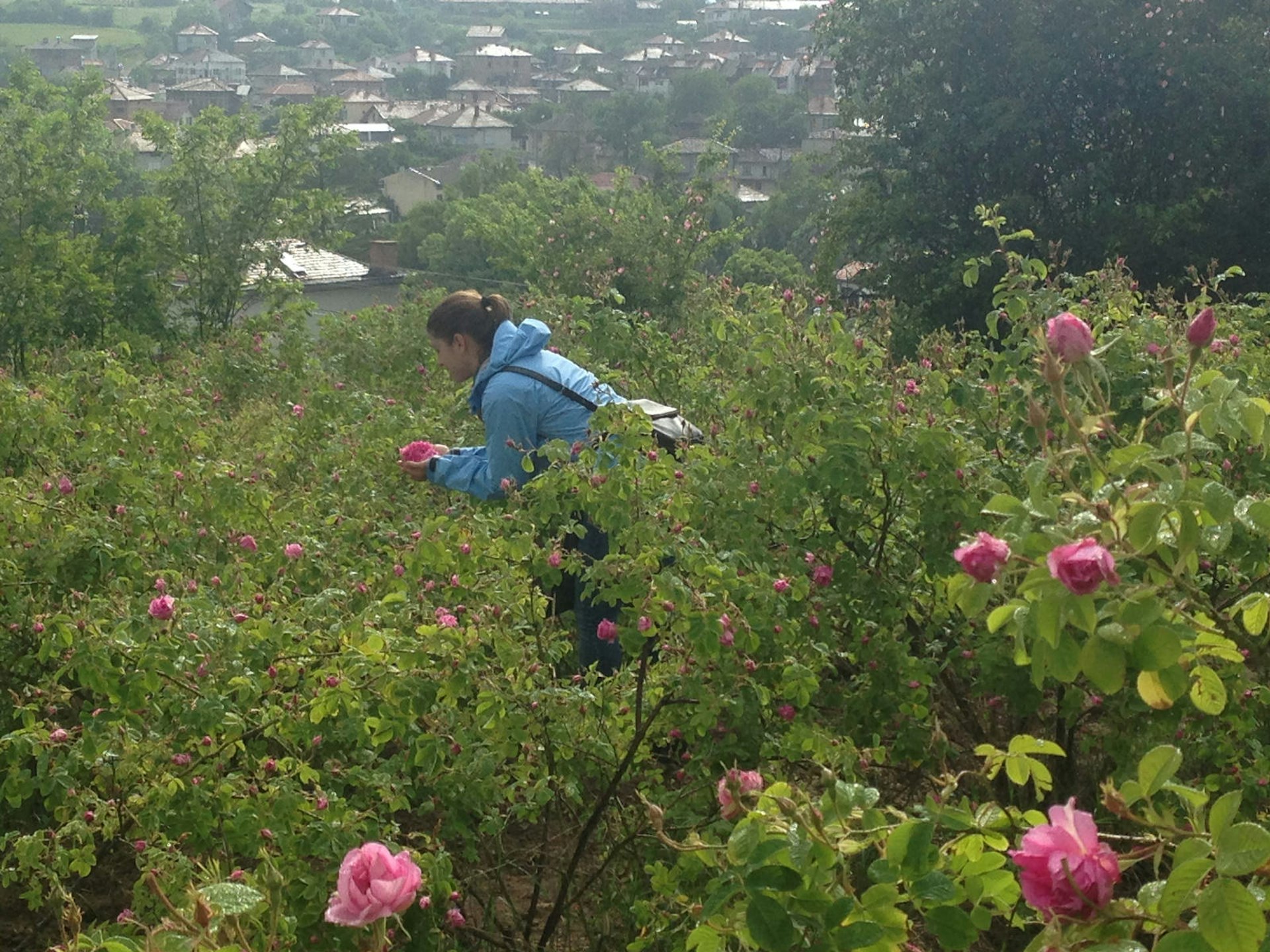 Rose picking in the Valley of Roses © Brana Vladisavljevic / Lonely Planet