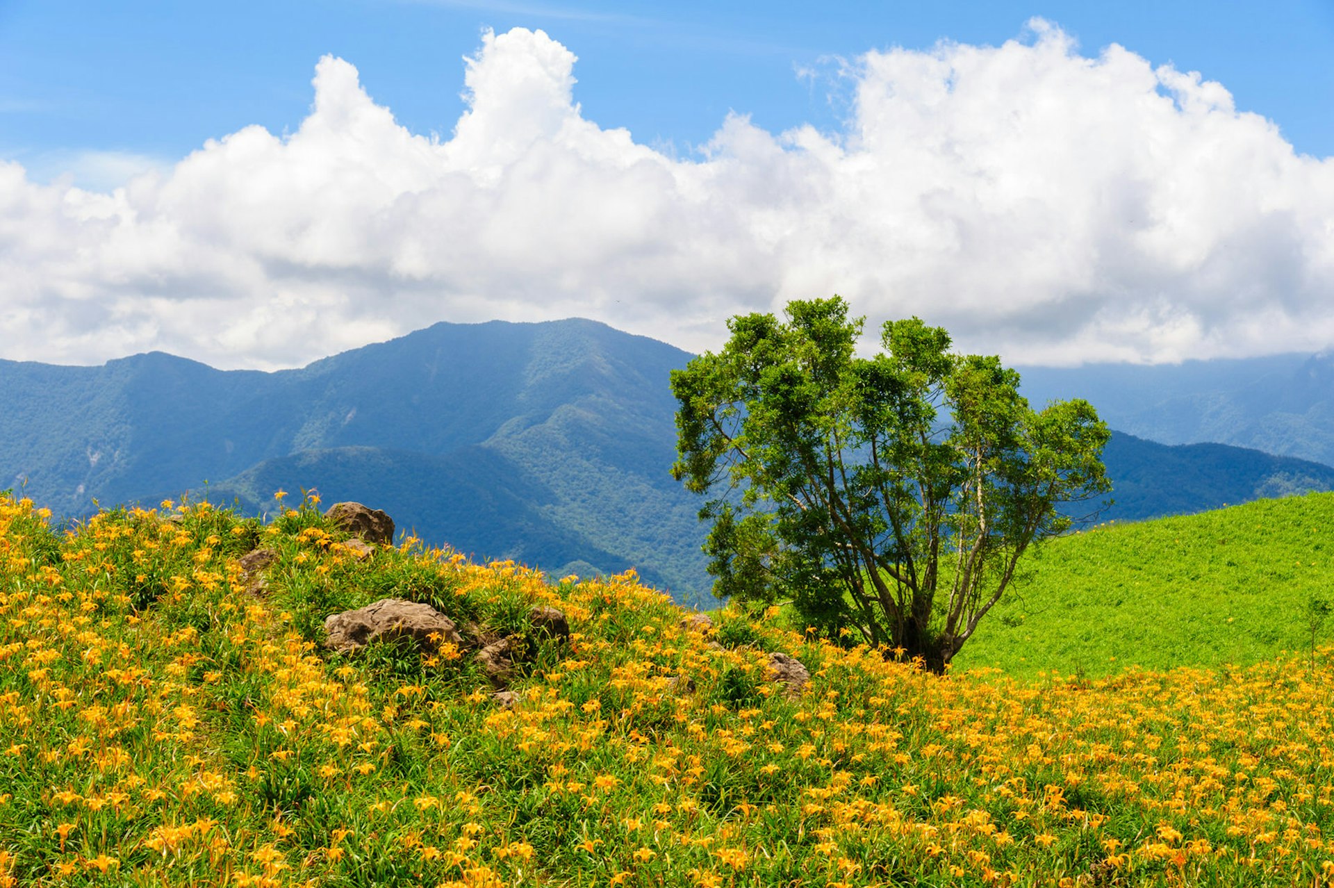 Orange day lilies bloom in autumn south of Taitung © Richie Chan / Shutterstock