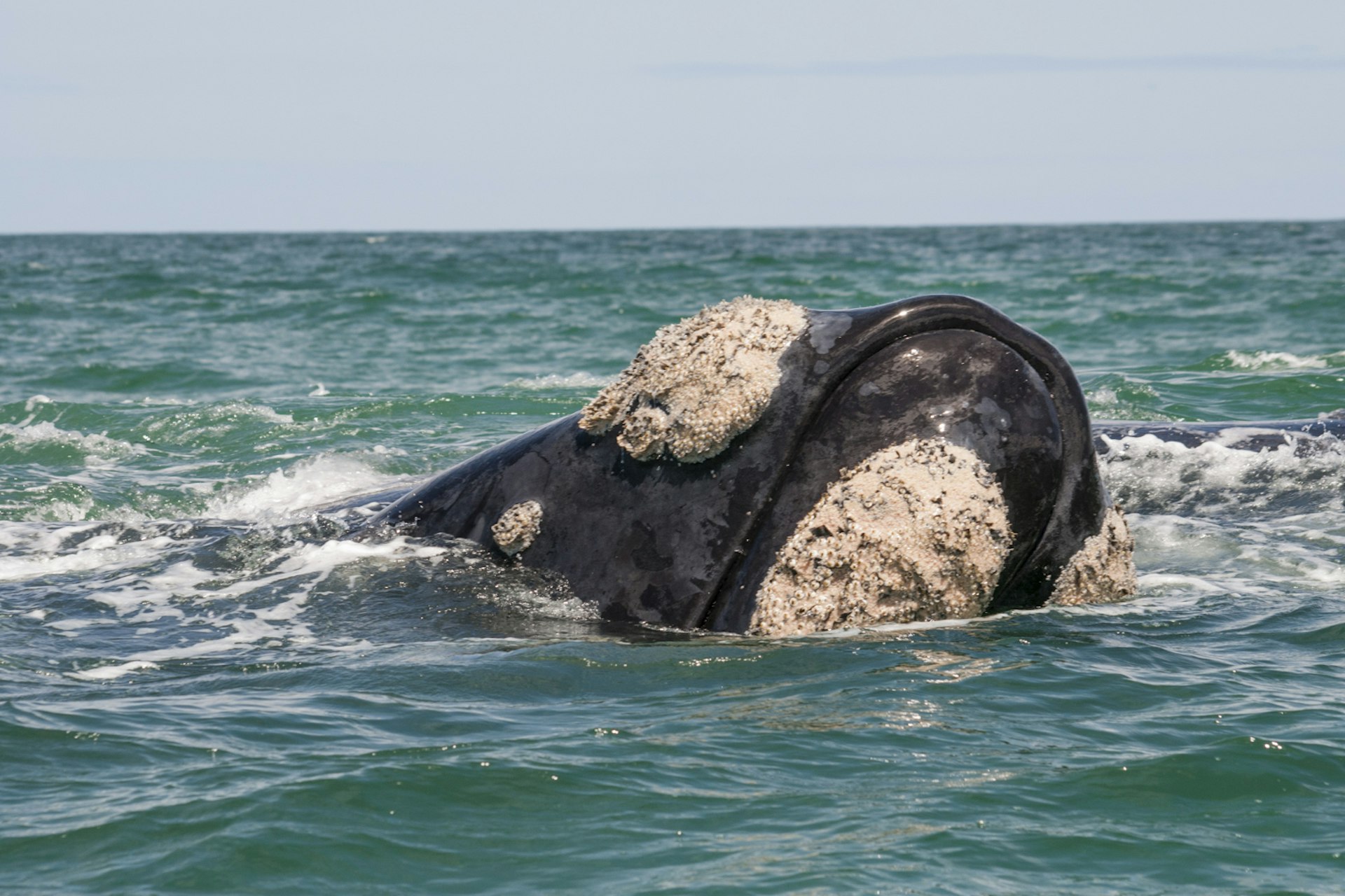 Head of a southern right whale (Eubalaena australis), Gansbaai, South Africa