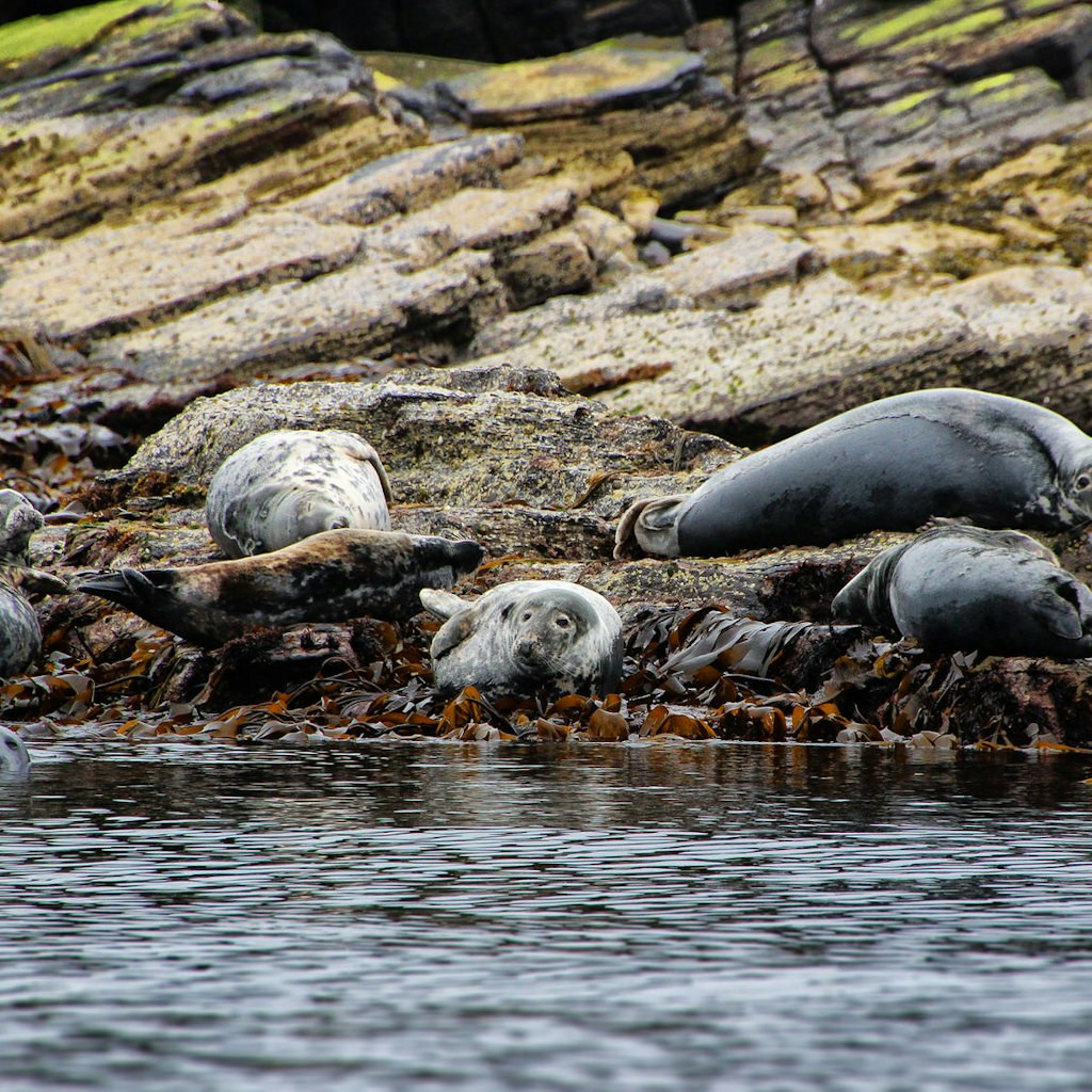 Features - Group of grey seals basking on Copinsay, Orkneys