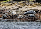 Features - Group of grey seals basking on Copinsay, Orkneys