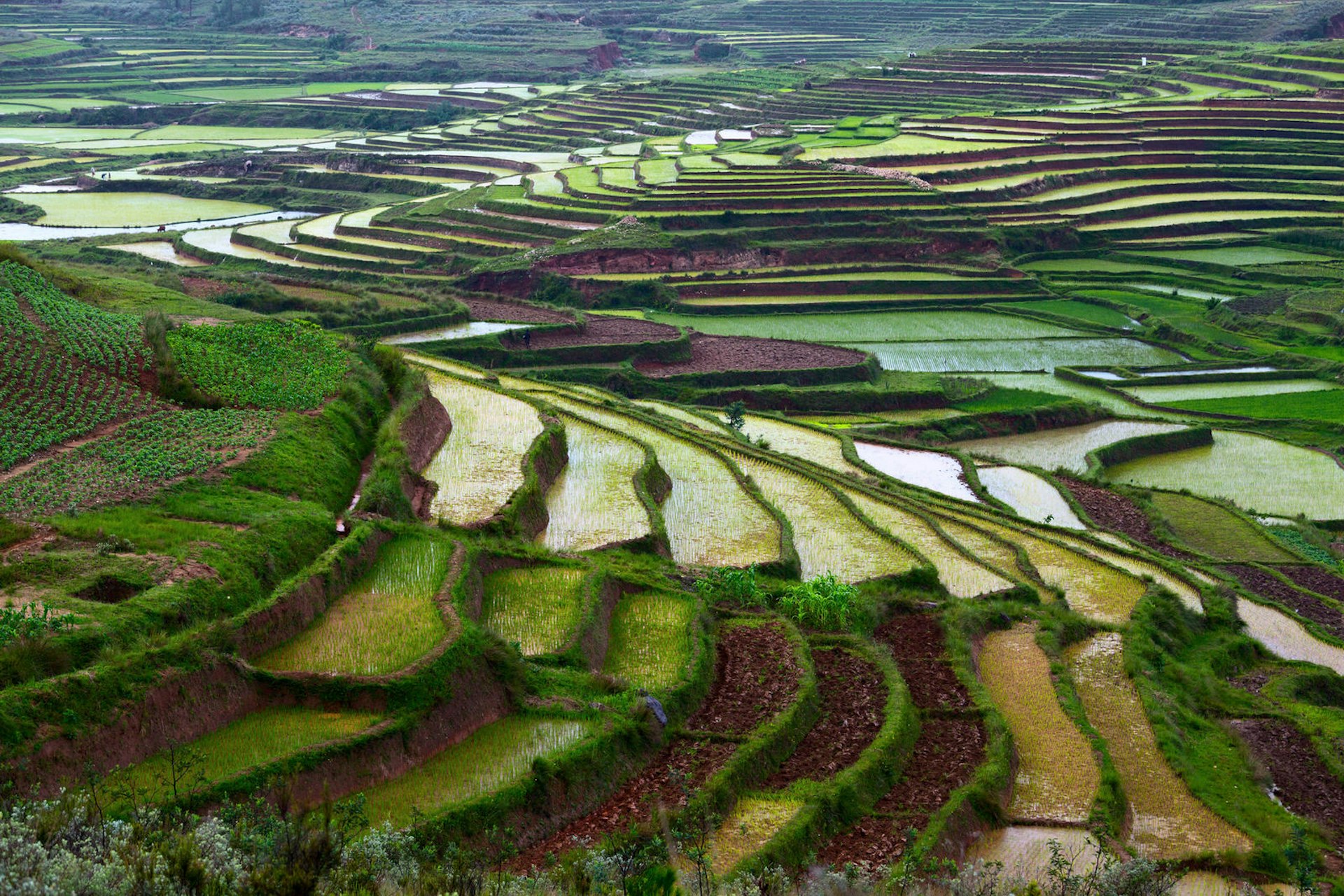 Terraced rice fields in Madagascar © mihtlander / Getty Images