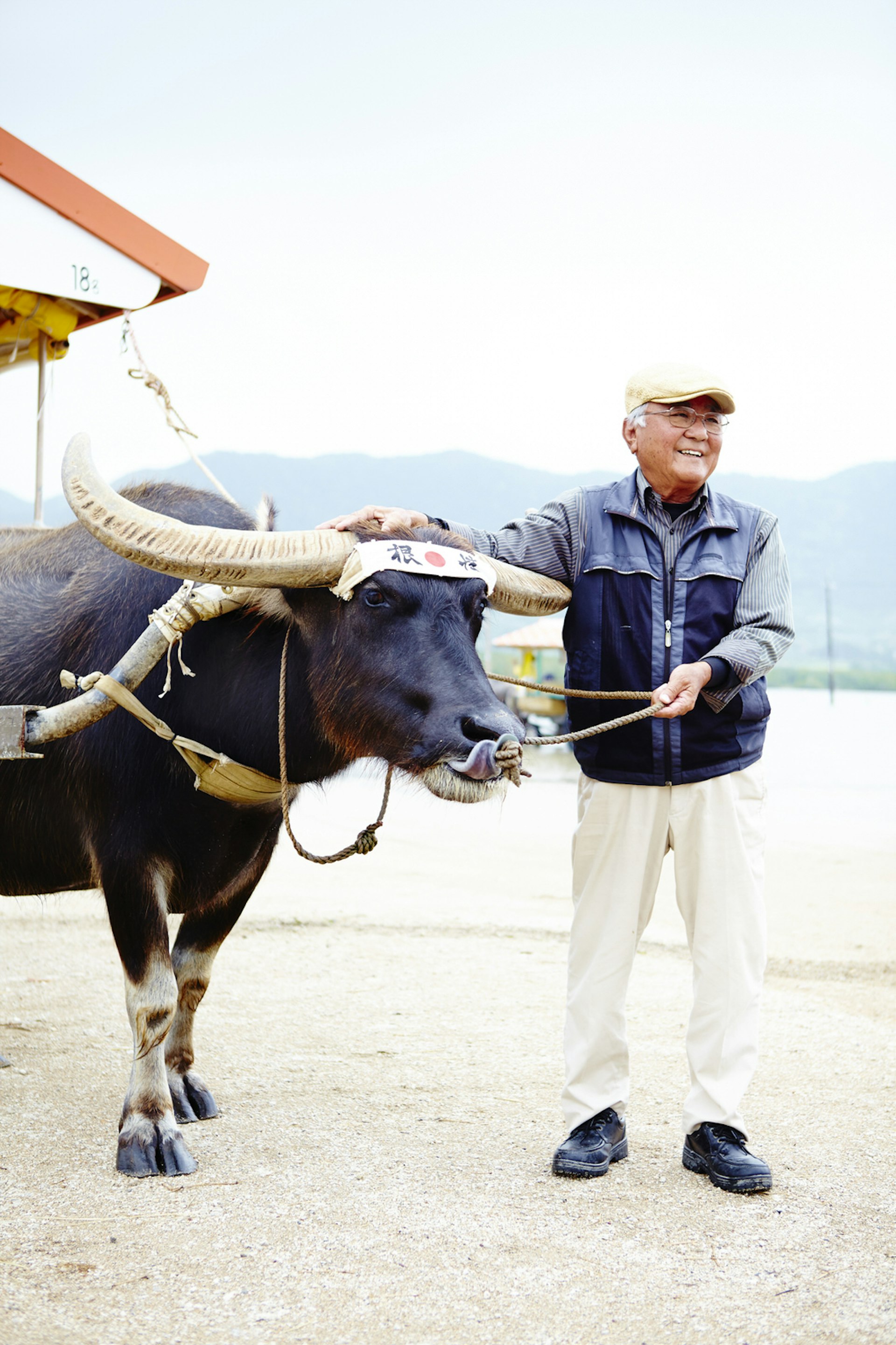 Tsutomu Takamine and his water buffalo Kai-kun ferry passengers to the botanic garden of Yubu Island © Matt Munro / Lonely Planet