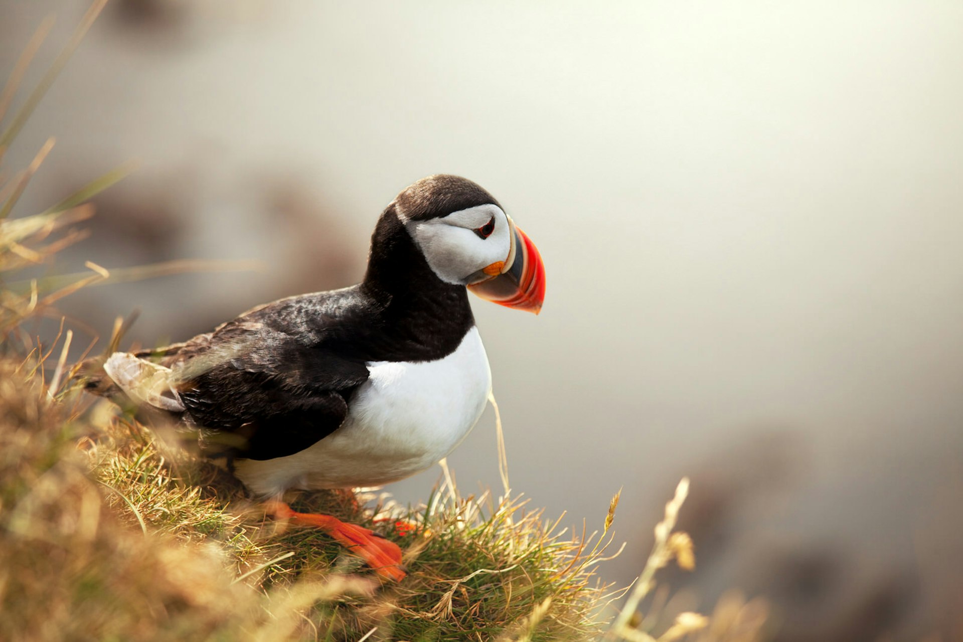 A puffin on Skellig Michael © Galyna Andrushko / Shutterstock