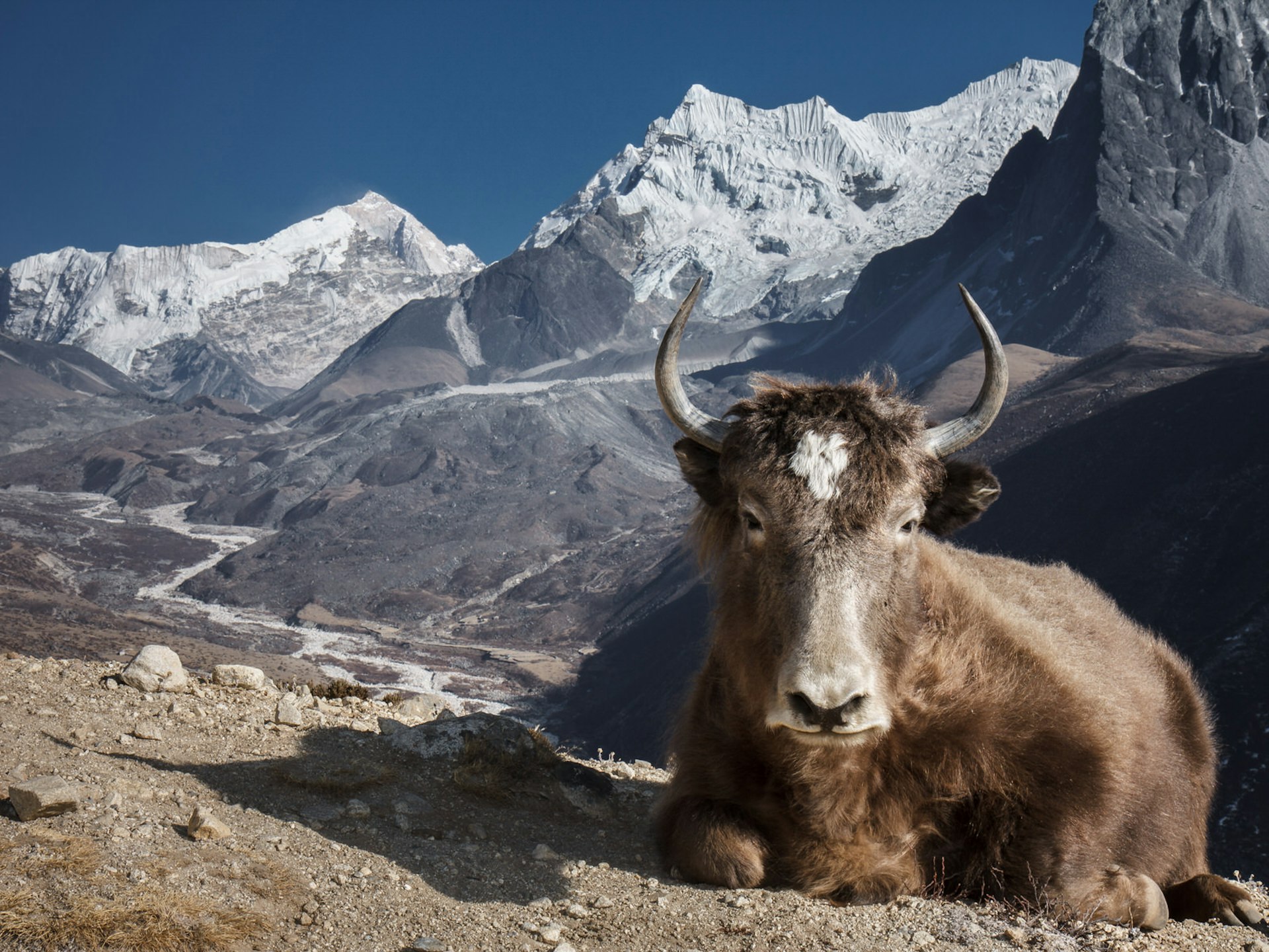 A dzo unfazed by the epic Himalayan landscape © Indrik Myneur / CC by 2.0
