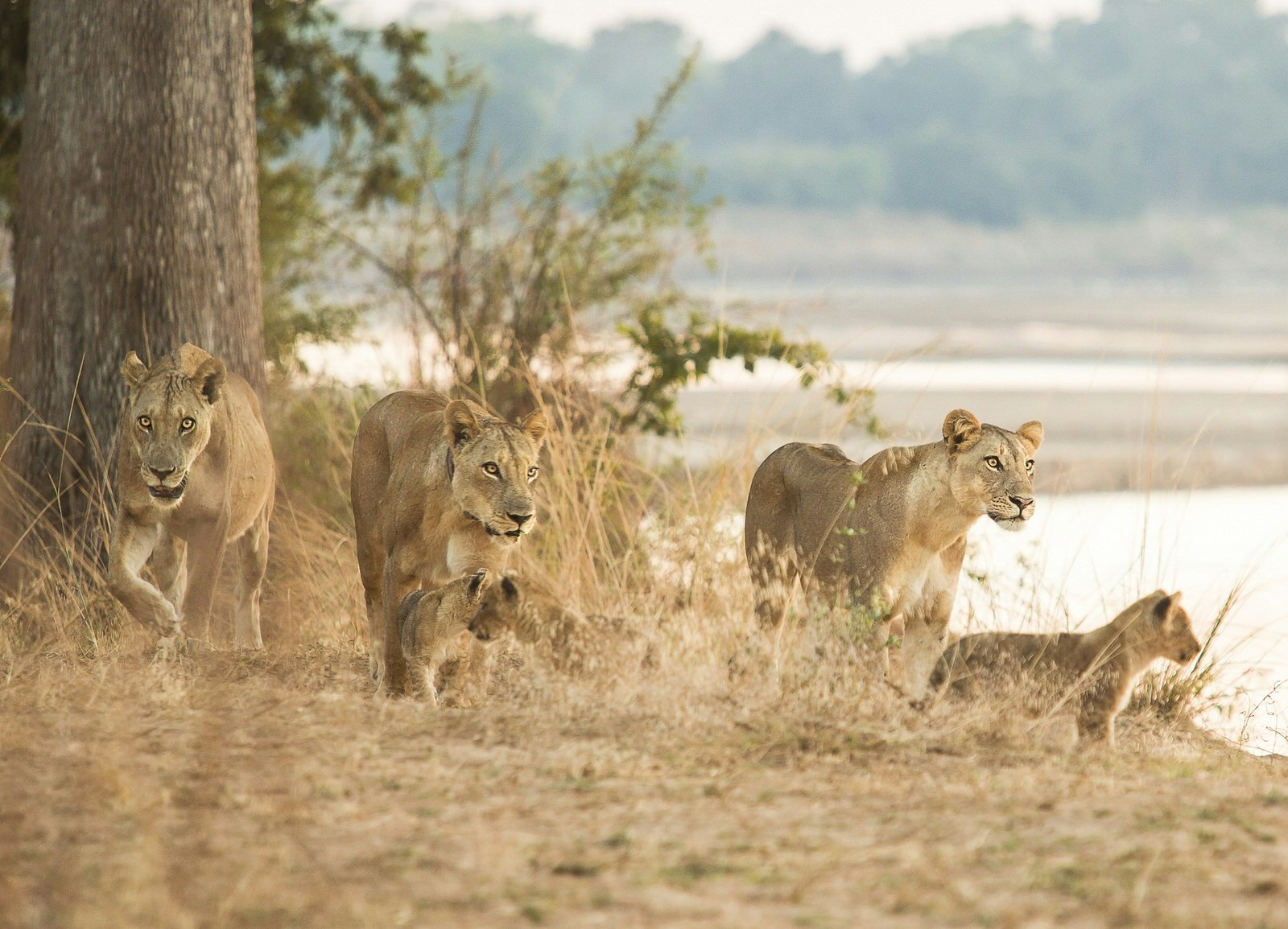 Lionesses of the Mfuwe pride with their cubs, watching a lion being chased by crocodiles in the river below © Philip Lee Harvey