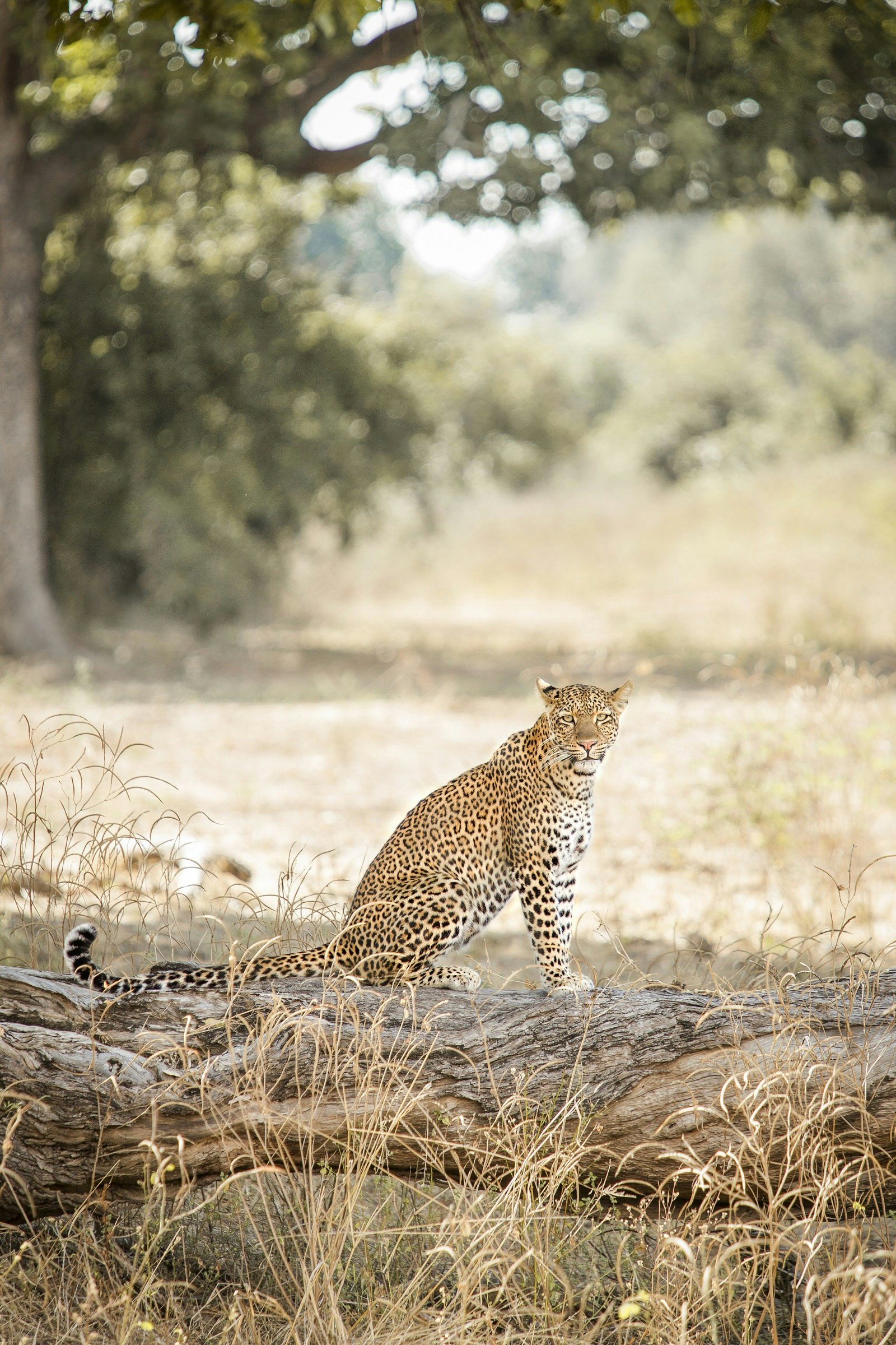 A leopardess looking for her cubs in Nsefu camp, South Luangwa National Park, Zambia © Philip Lee Harvey
