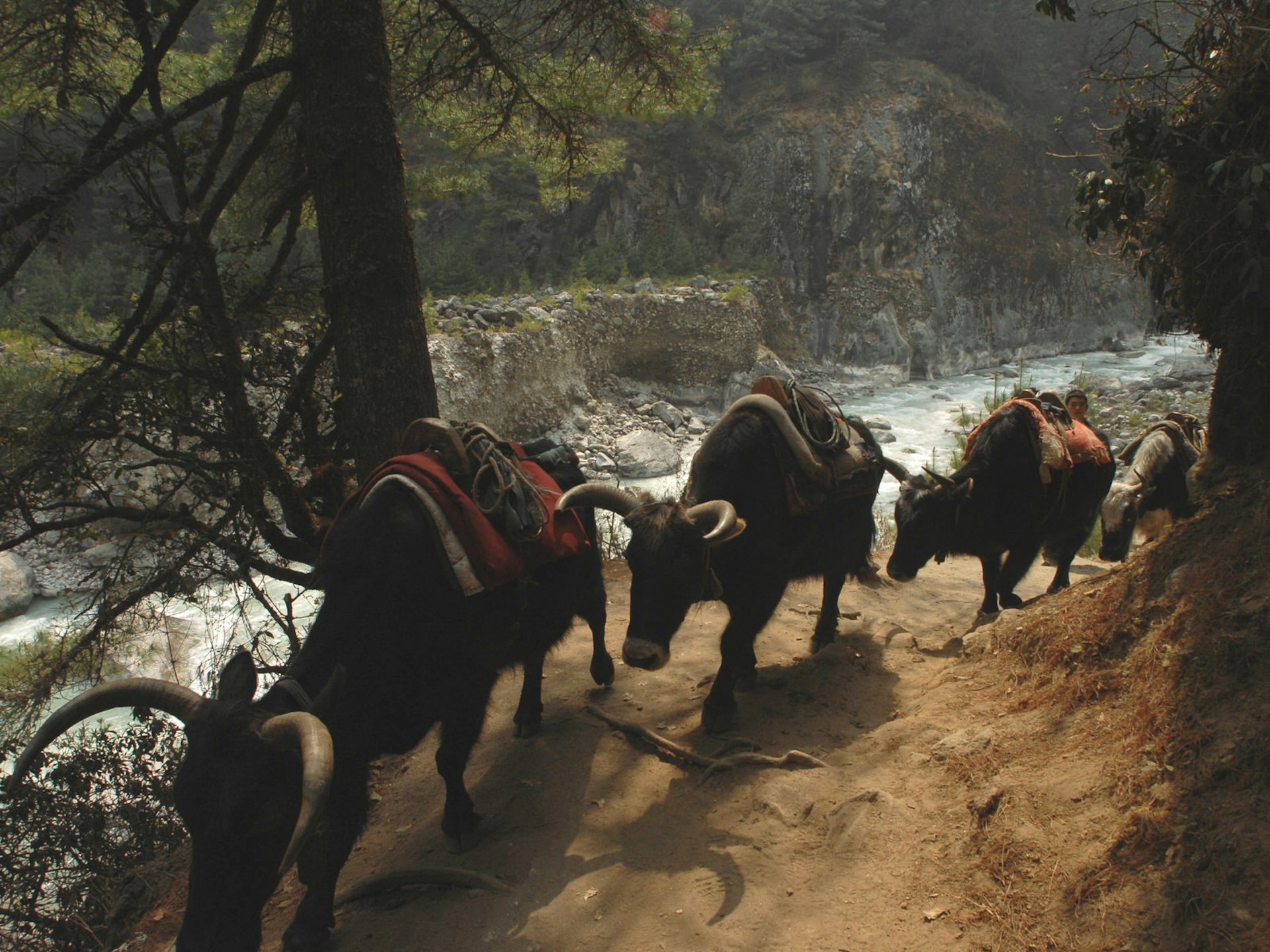 Yak and dzo trains are a common sight on the trails through Solukhumbu © Joe Bindloss / Lonely Planet
