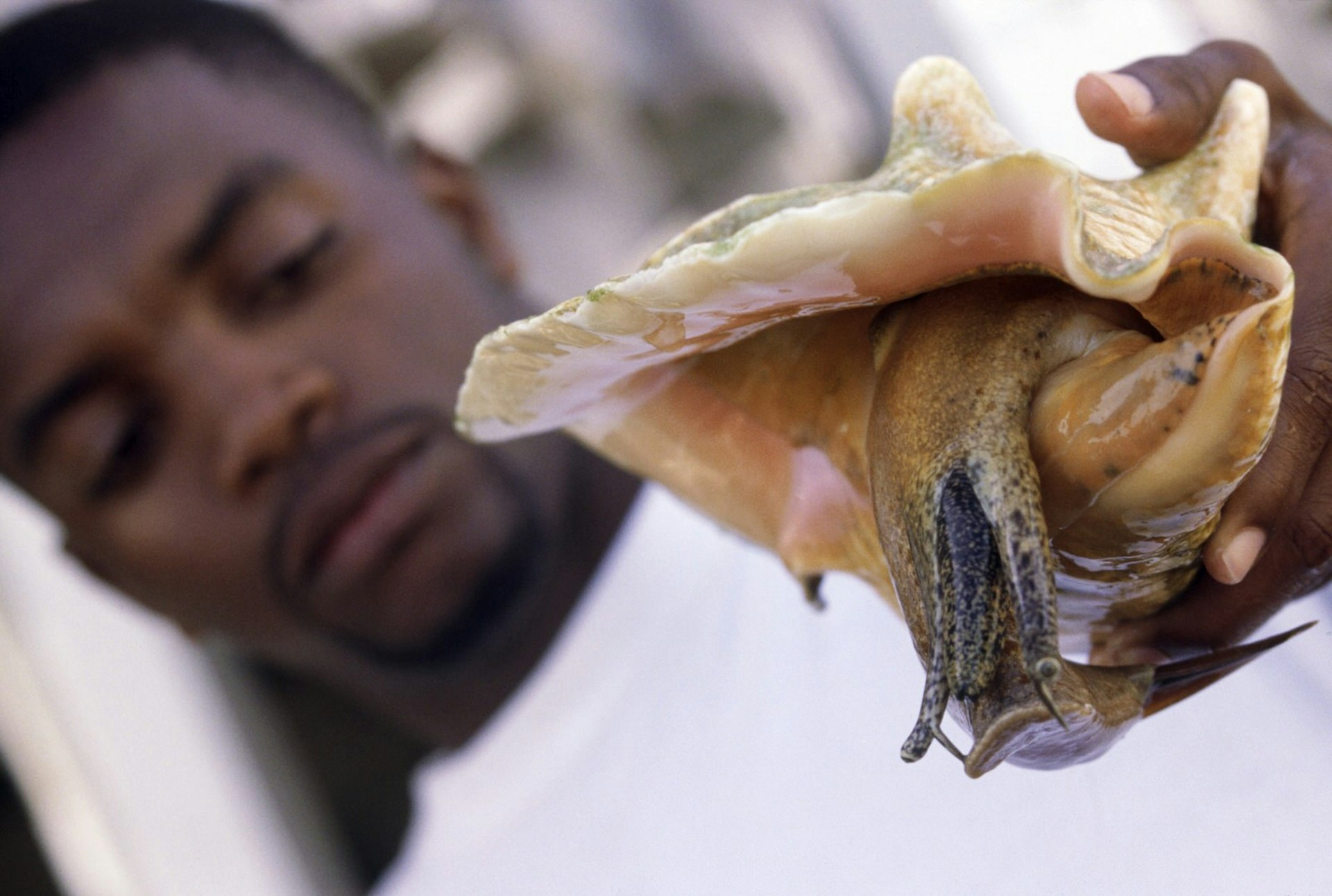 Man holding conch shell with molusc emerging from inside on Conch farm. Many conch, such as the Queen Conch, are found among beds of sea grass in warm tropical waters. Strombus gigas is included in Appendix II of the UNEP's CITES list of endangered species