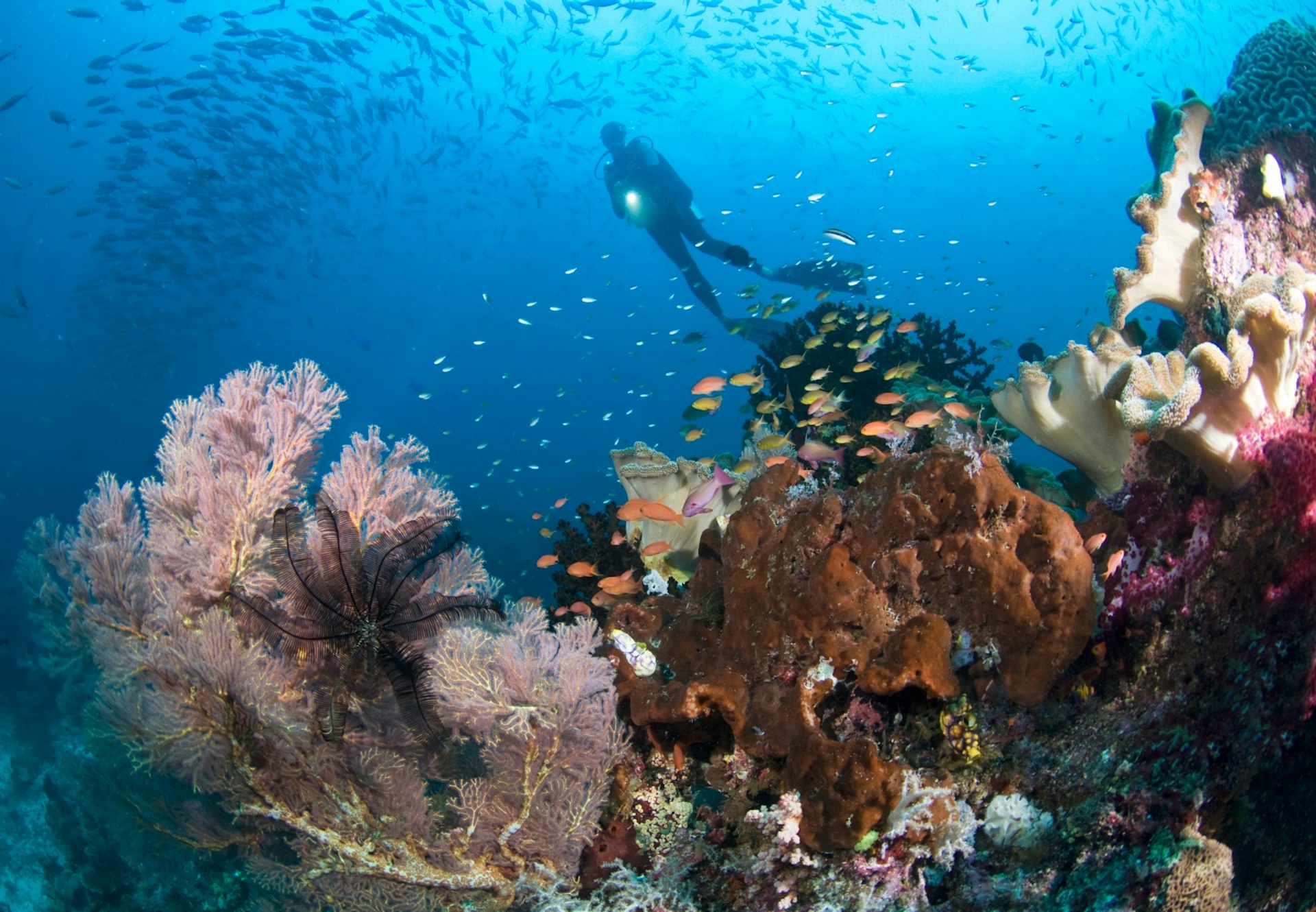 A diver explores the coral reef in Raja Ampat, Indonesia © Darryl Leniuk / Getty Images