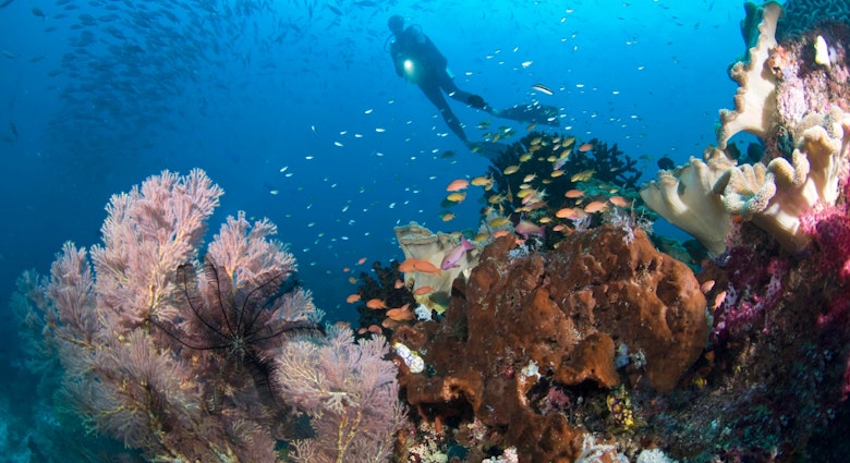 A diver explores the coral reef in Raja Ampat, Indonesia © Darryl Leniuk / Getty Images