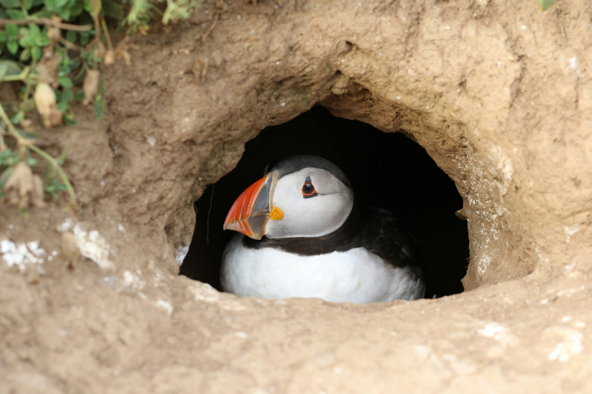 A puffin peeks out from its burrow on Skomer © Kerry Christiani / Lonely Planet