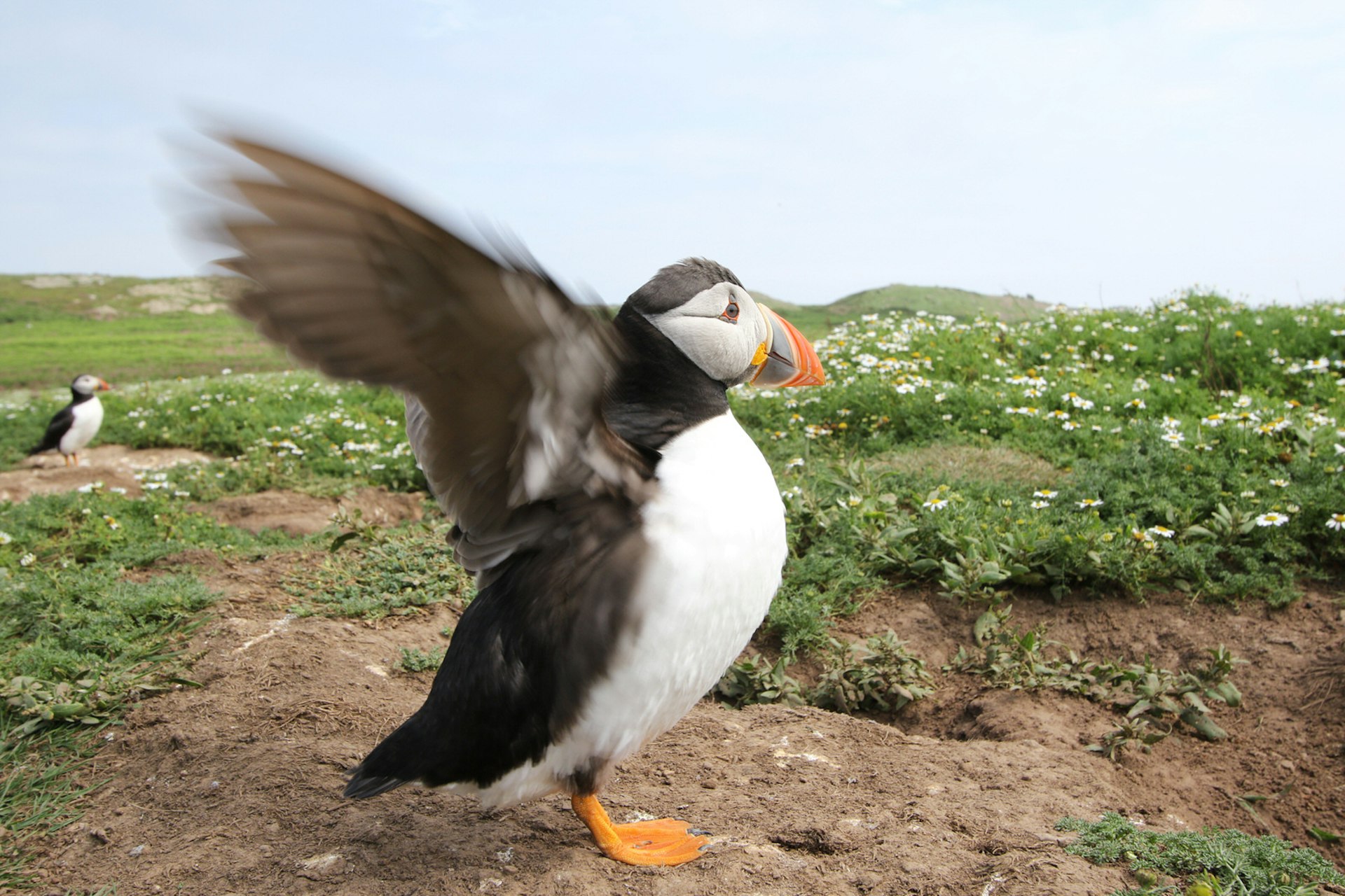 Puffins can beat their wings 400 times in a minute © Kerry Christiani / Lonely Planet