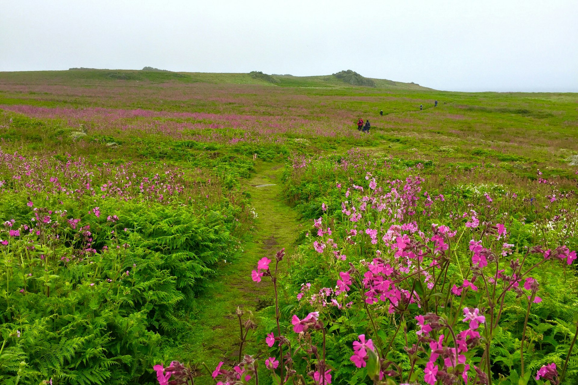 Red campion lights up Skomer's grassy plateau © Kerry Christiani / Lonely Planet