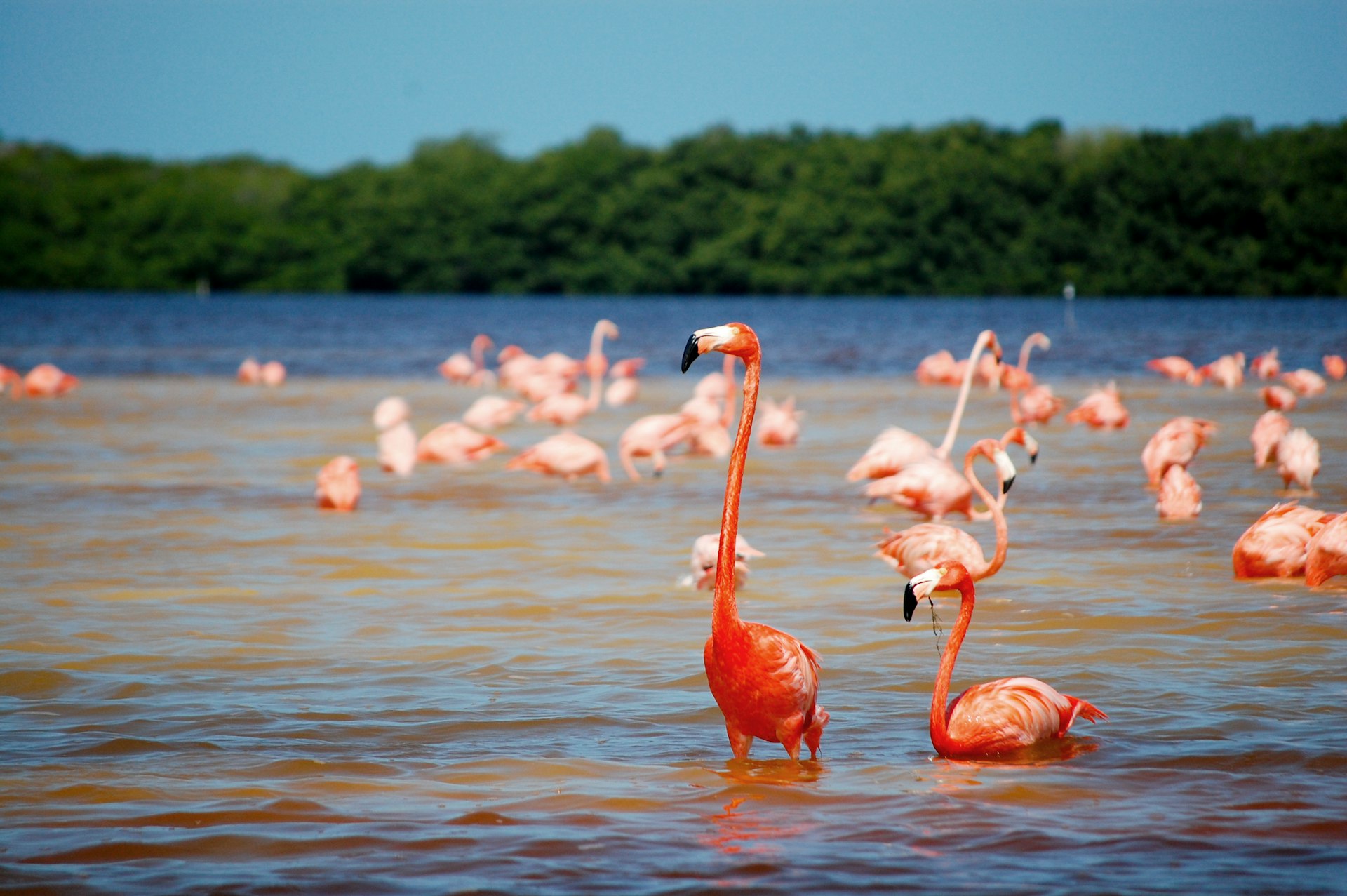 Colorful flamingos are a spectacular feature of the Biosfera Ría Celestún at certain times of the year © Yucatán Tourism Board