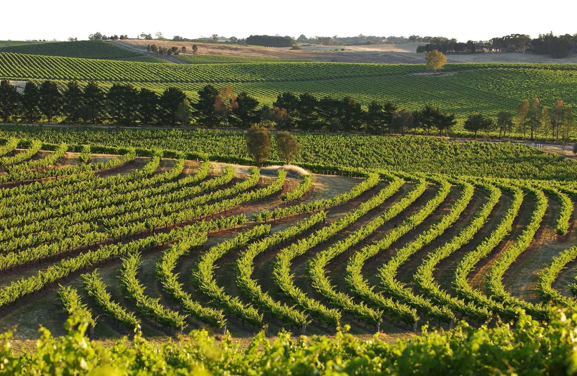 The sun setting over Petaluma vineyards, Clare Valley © Patrick Eagar / Getty 