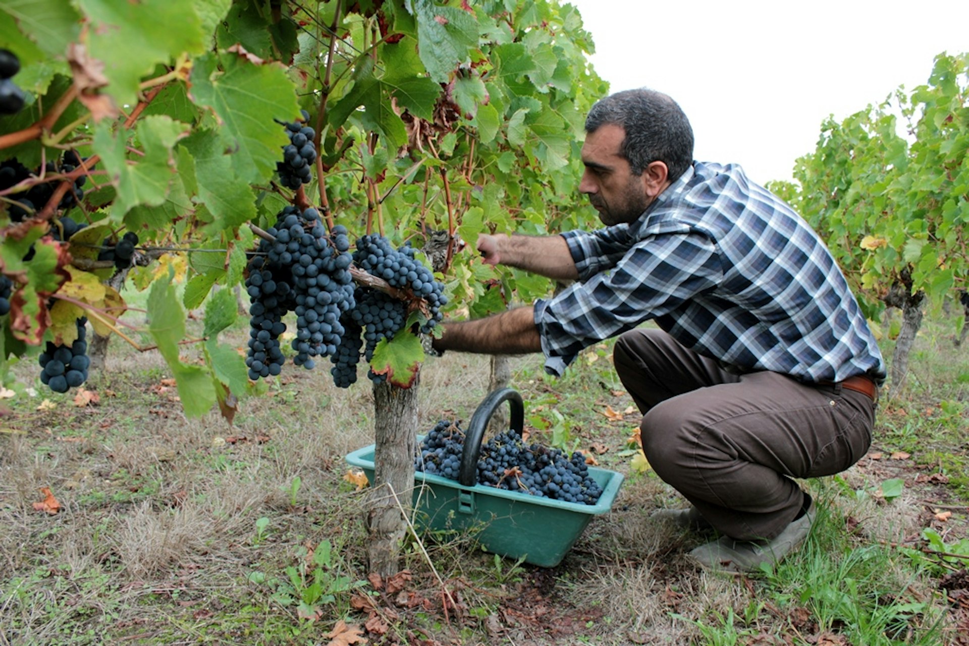 Harevesting grapes by hand in a Bordeaux vineyard. Image © Rachele Rossi / Moment / Getty